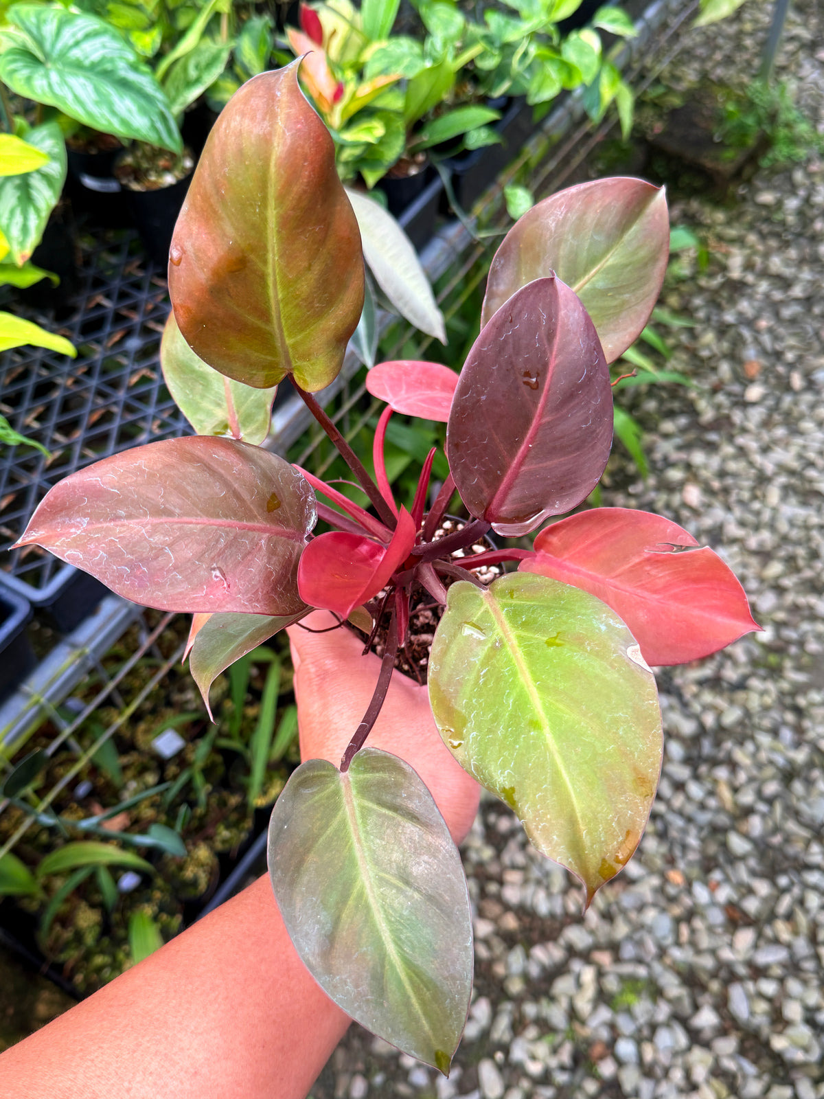 Philodendron ' Cheery Red' S49