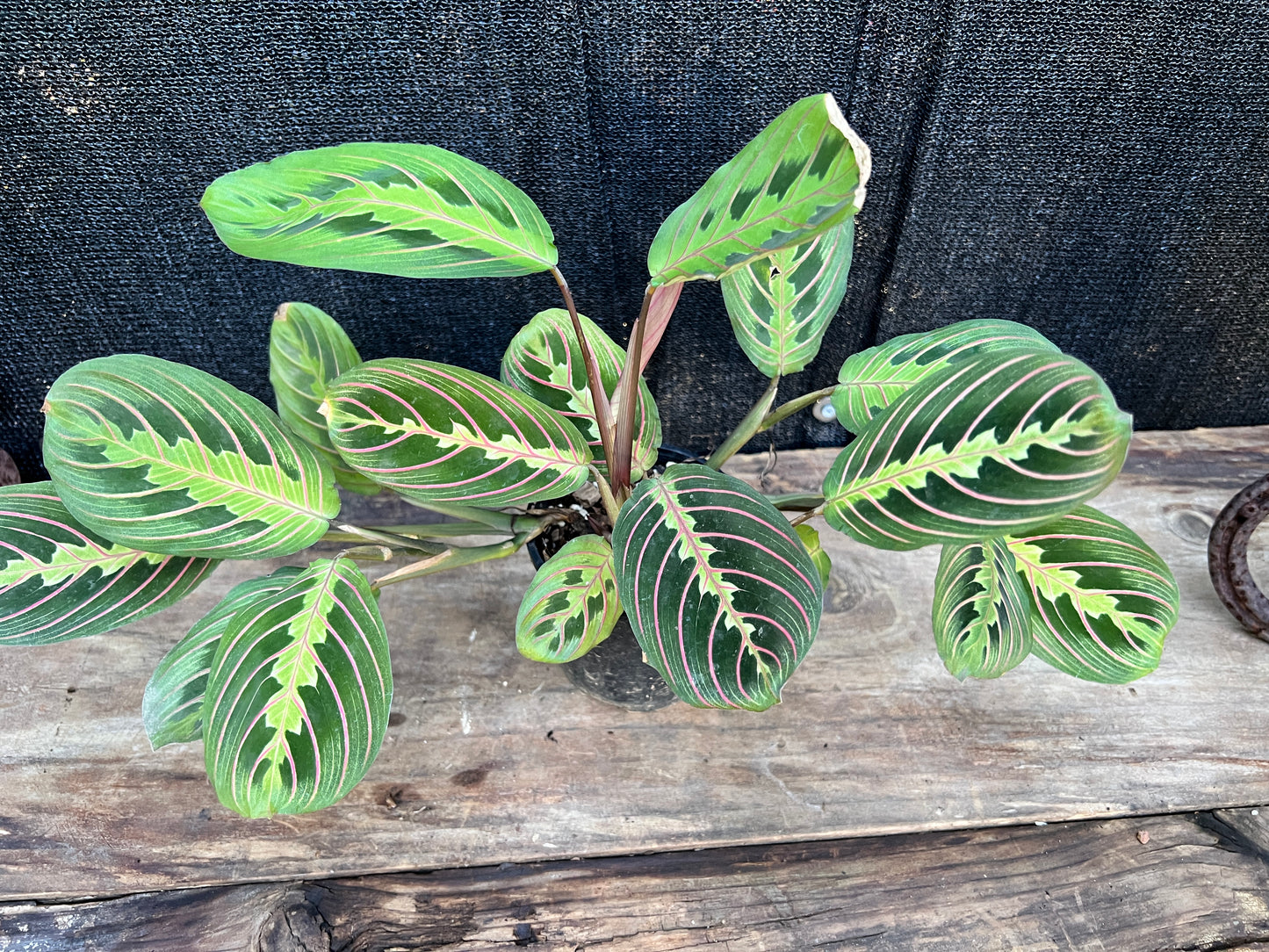 Maranta leuconeura var. erythroneura 'Red Vein Prayer Plant' (Z19)