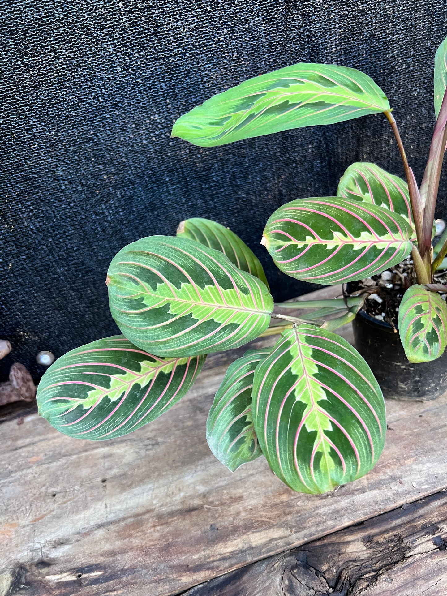 Maranta leuconeura var. erythroneura 'Red Vein Prayer Plant' (Z19)