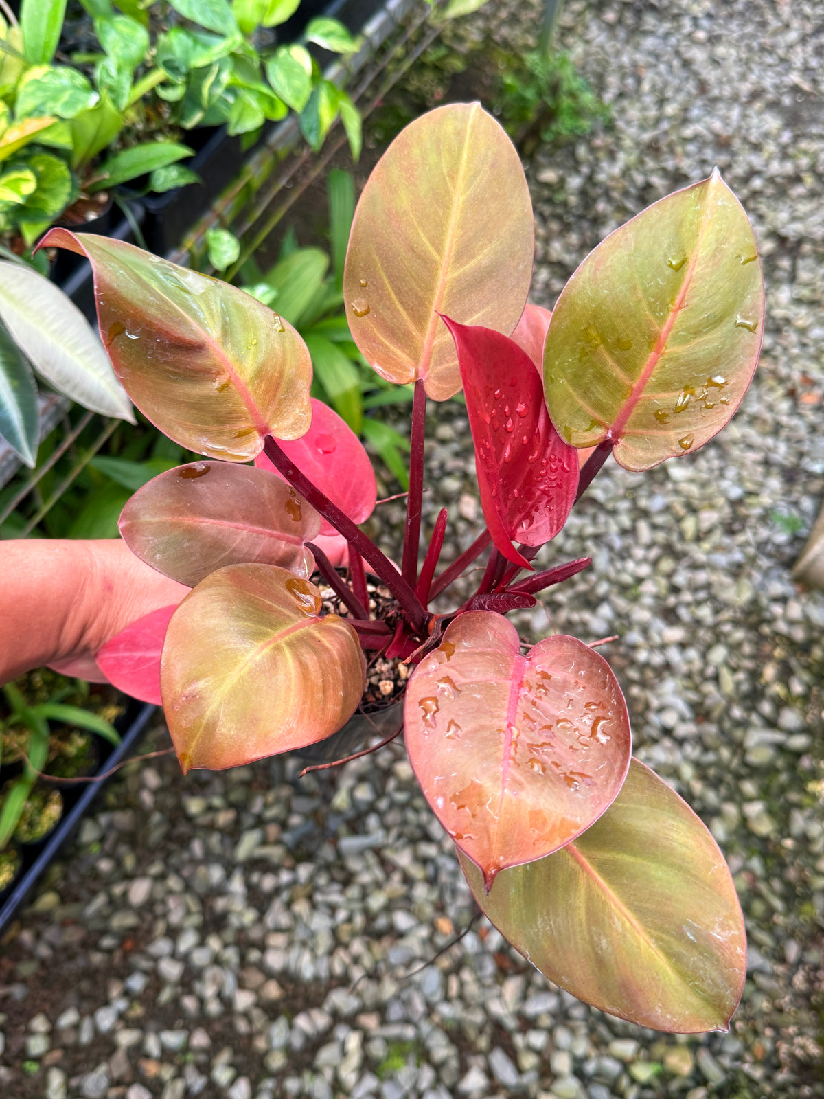 Philodendron ' Cheery Red' P14