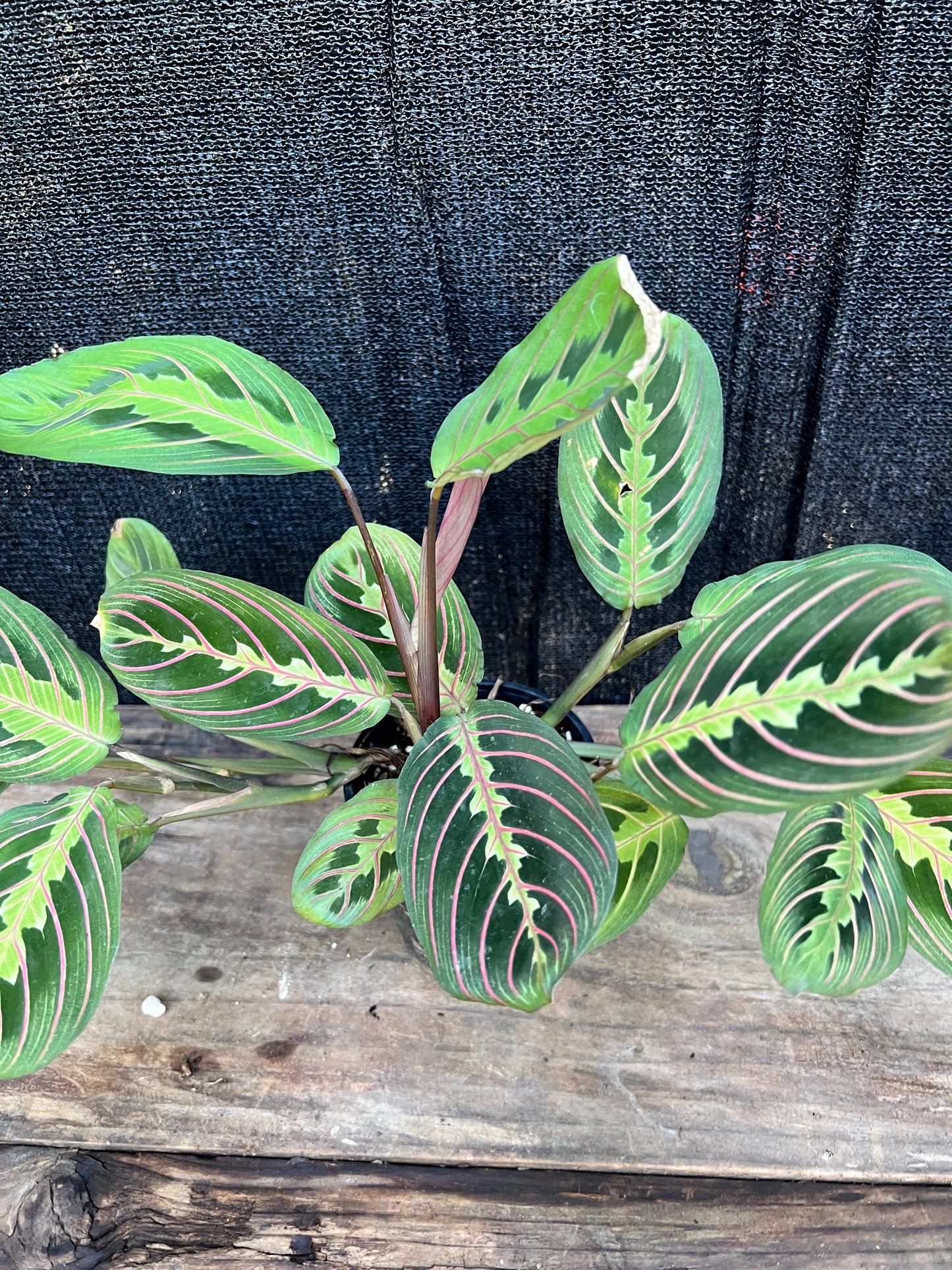 Maranta leuconeura var. erythroneura 'Red Vein Prayer Plant' (Z19)