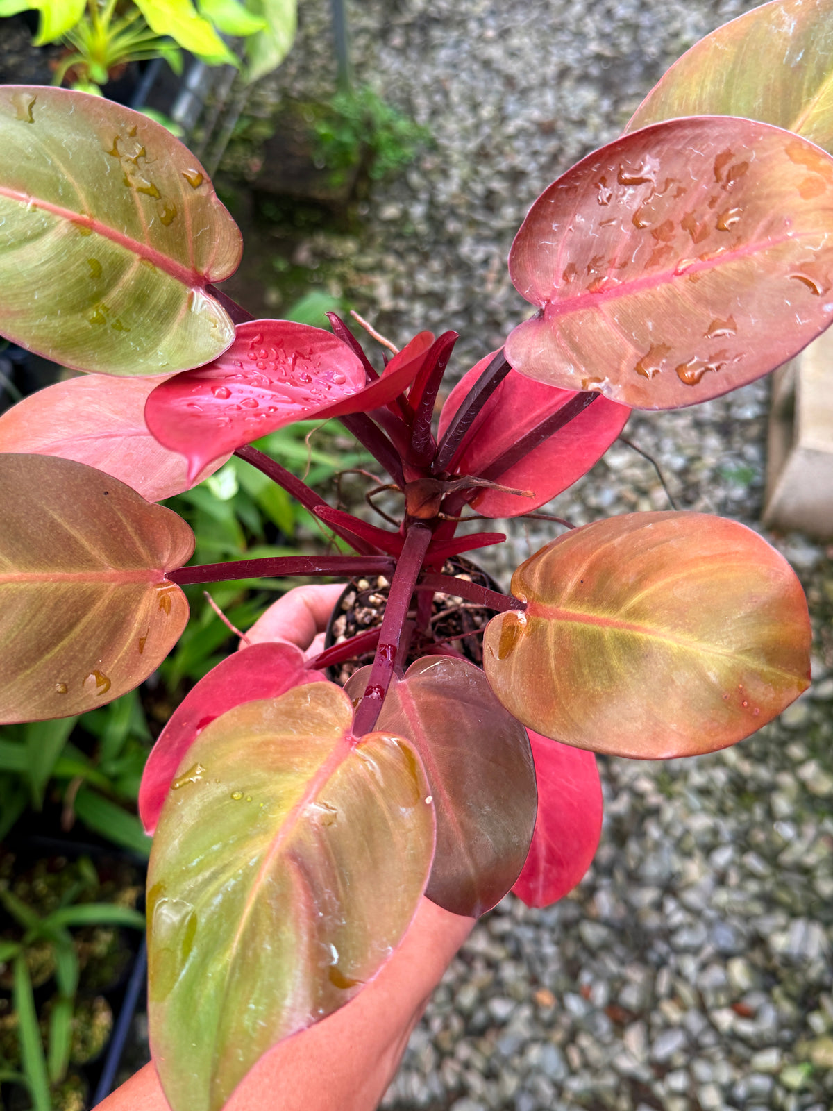 Philodendron ' Cheery Red' P14
