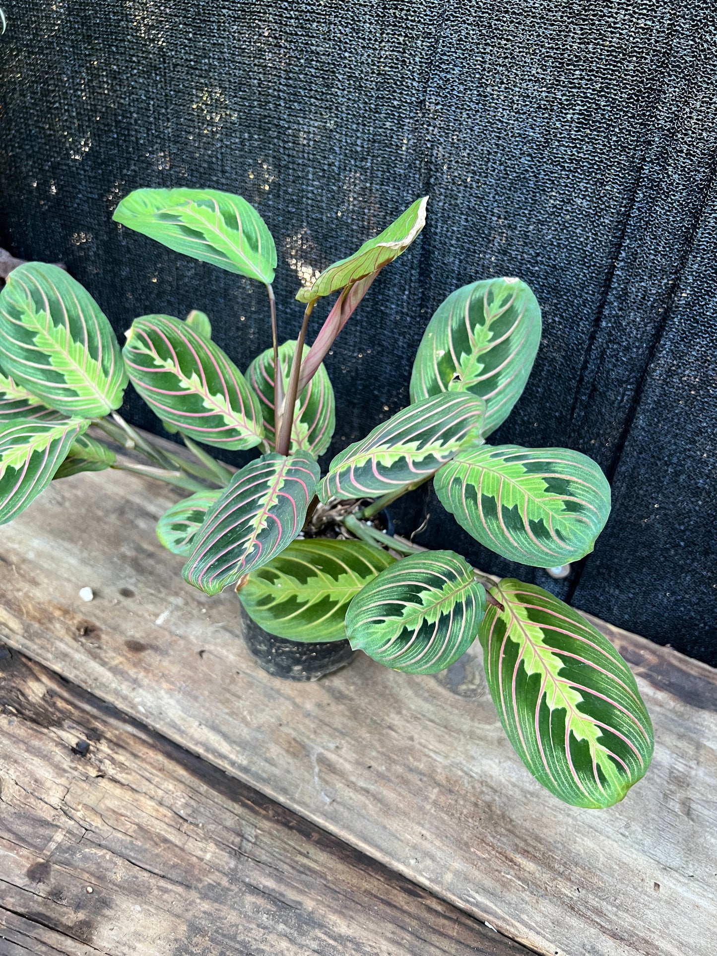 Maranta leuconeura var. erythroneura 'Red Vein Prayer Plant' (Z19)