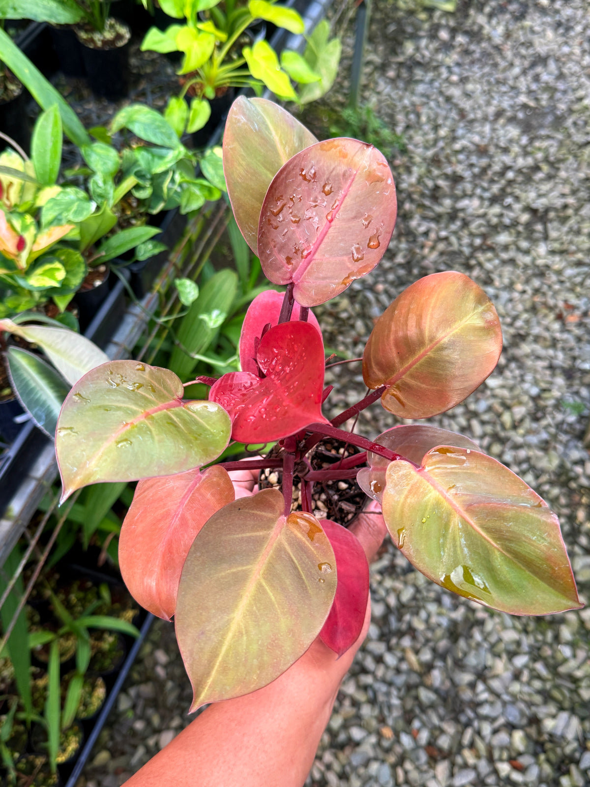 Philodendron ' Cheery Red' P14