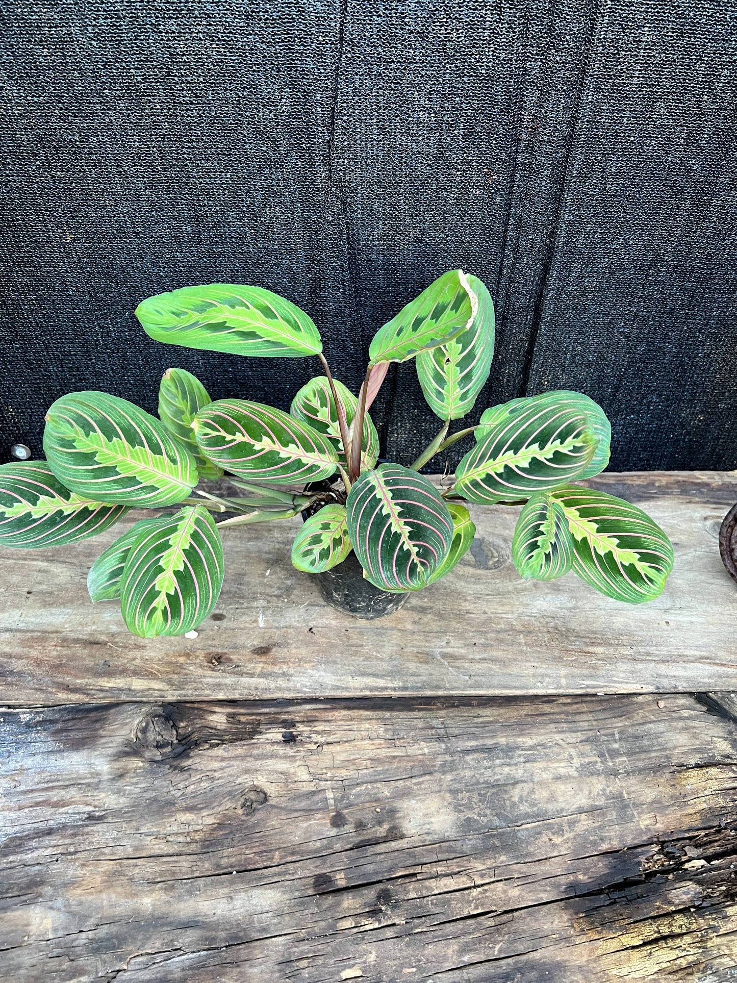 Maranta leuconeura var. erythroneura 'Red Vein Prayer Plant' (Z19)