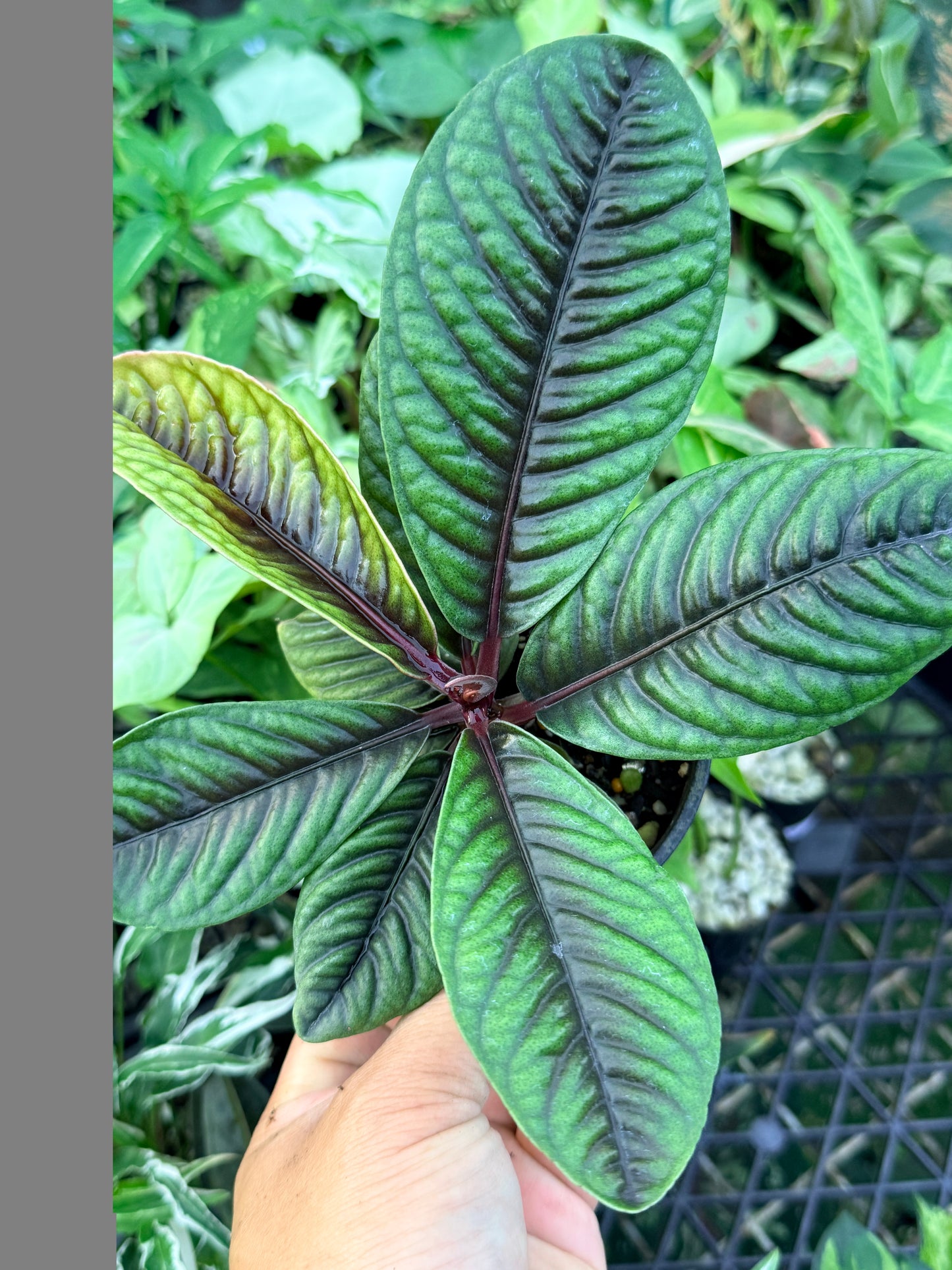 Labisia Sp. G36