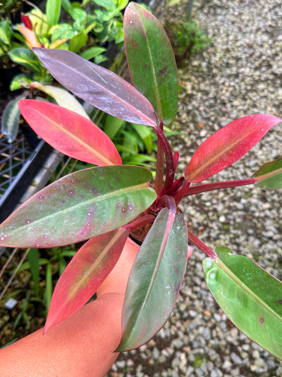 Philodendron 'Red Sun' S51