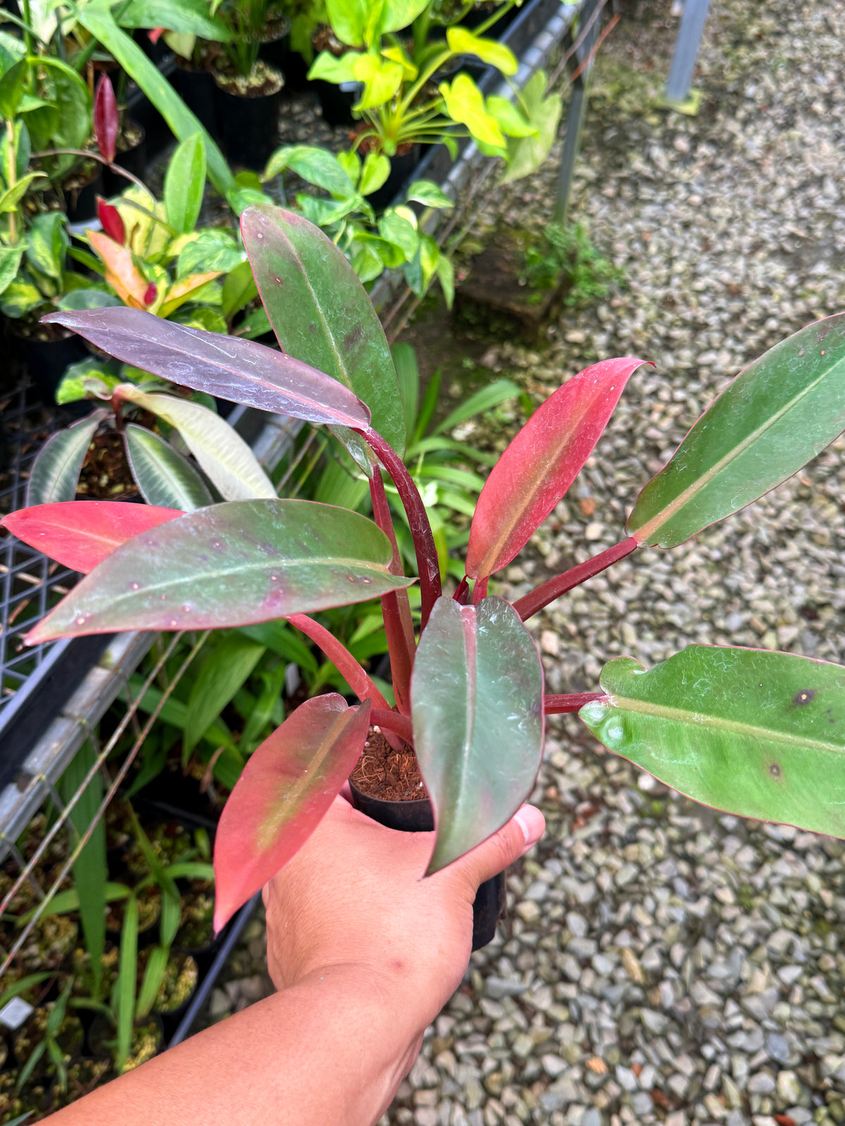 Philodendron 'Red Sun' S51