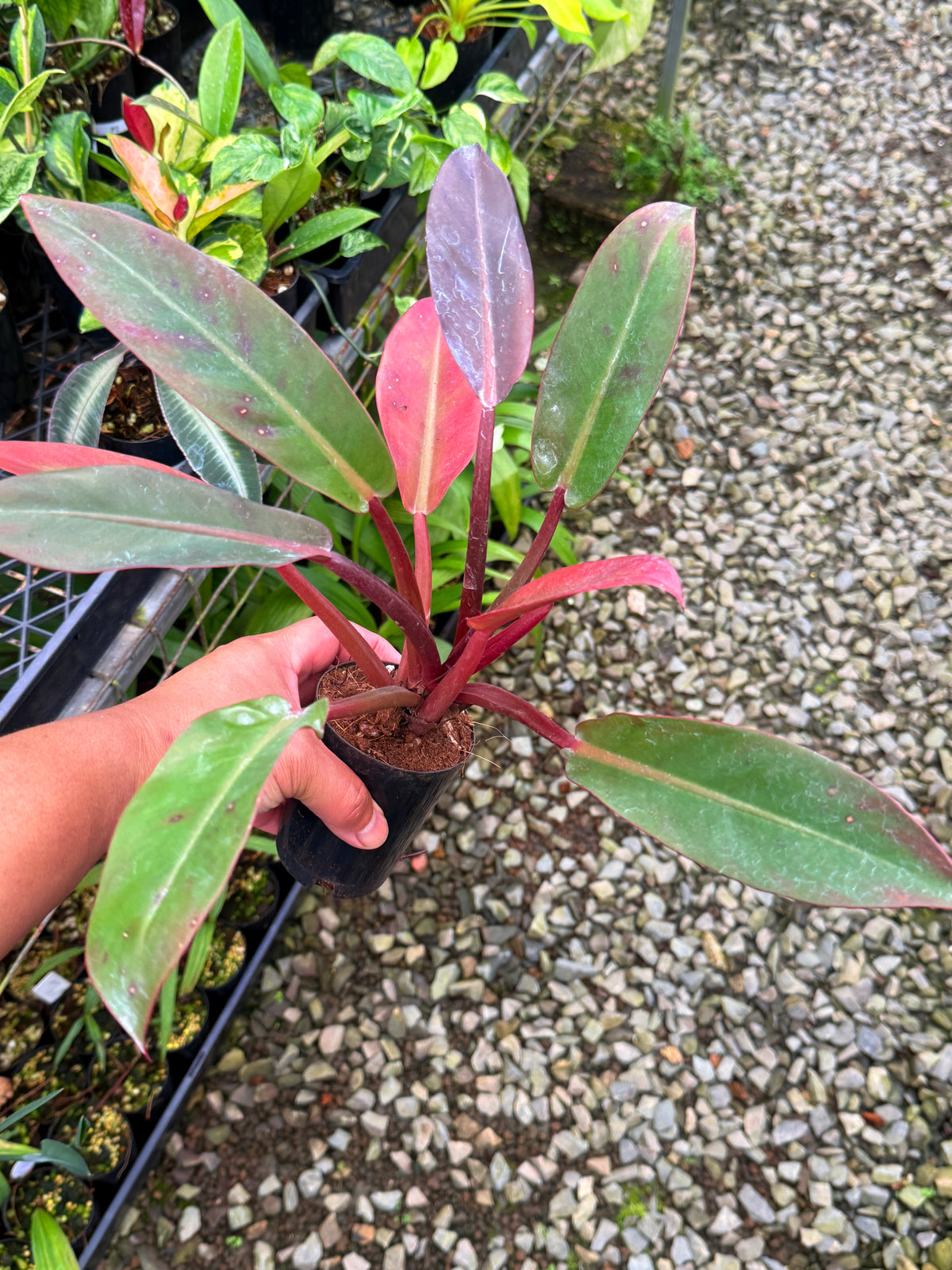 Philodendron 'Red Sun' S51