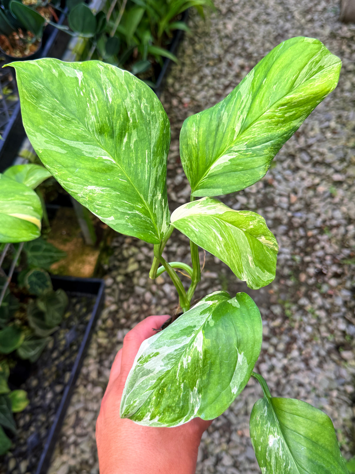 Monstera lechleriana Variegated S38