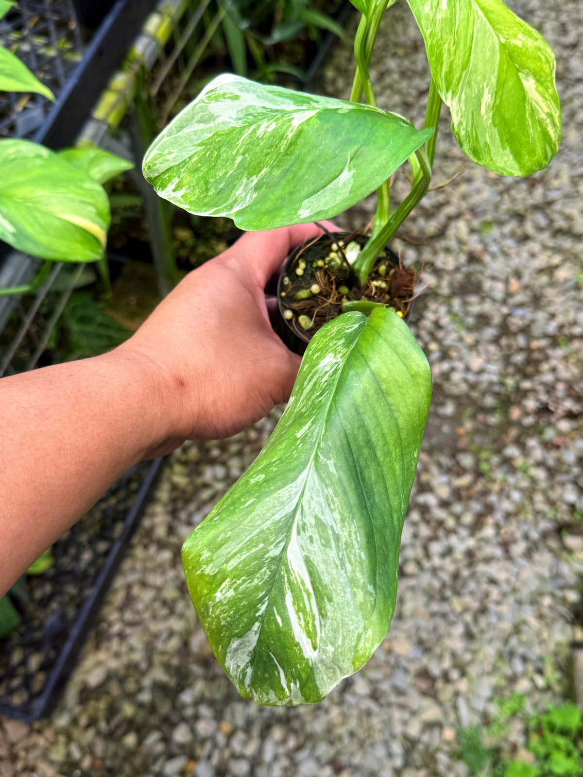 Monstera lechleriana Variegated S38