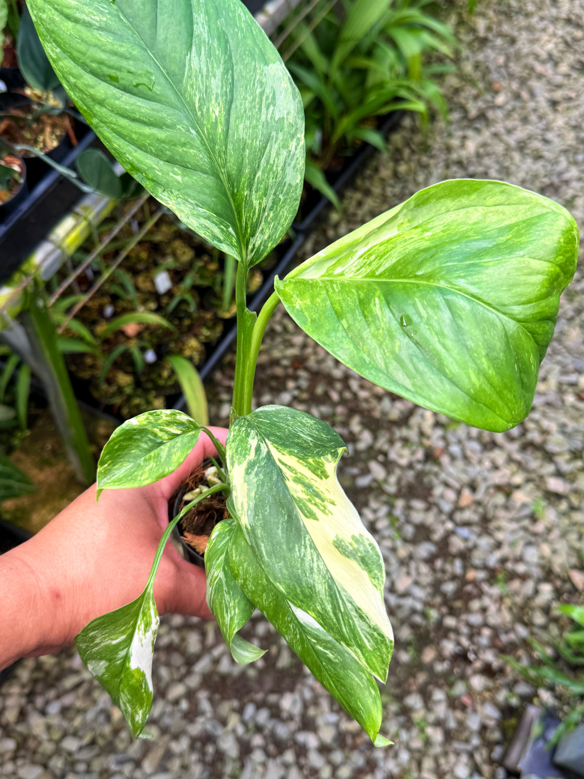Monstera lechleriana Variegated L71