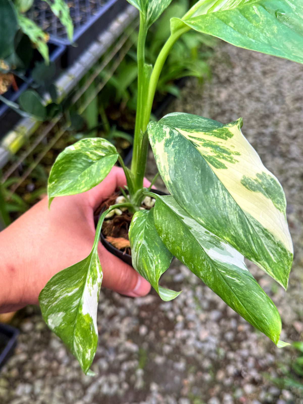 Monstera lechleriana Variegated L71
