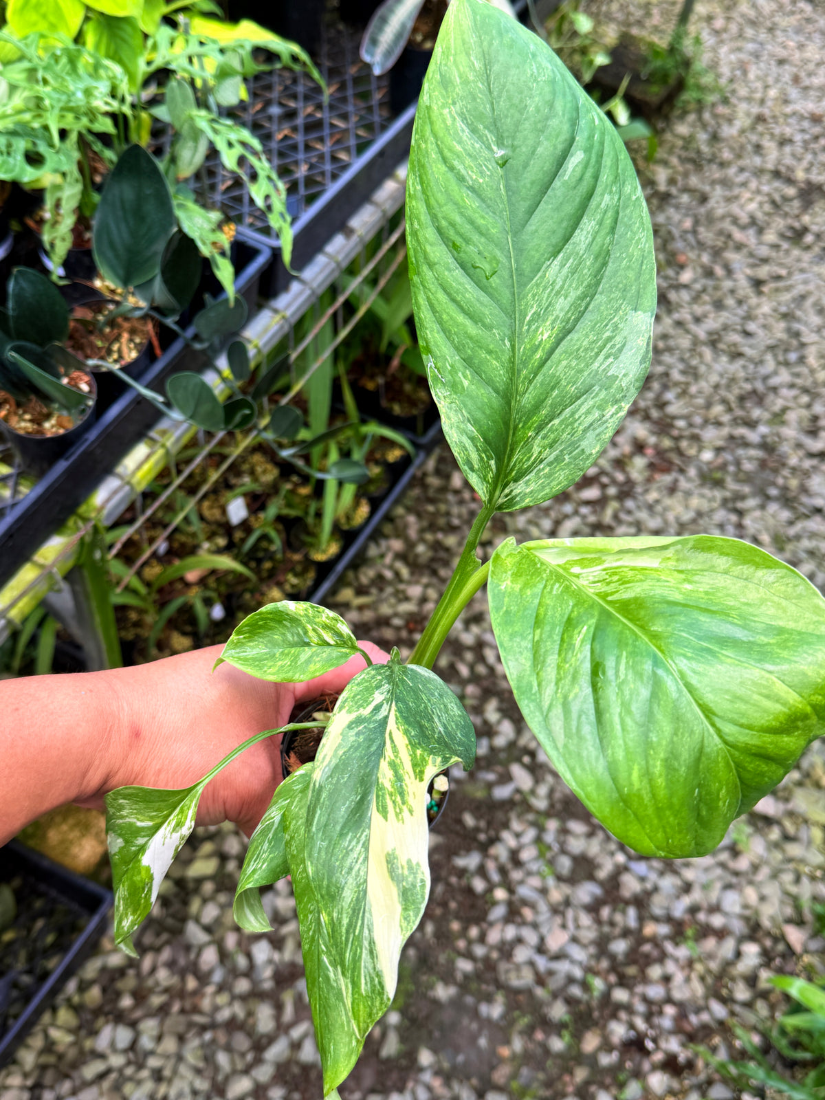 Monstera lechleriana Variegated L71