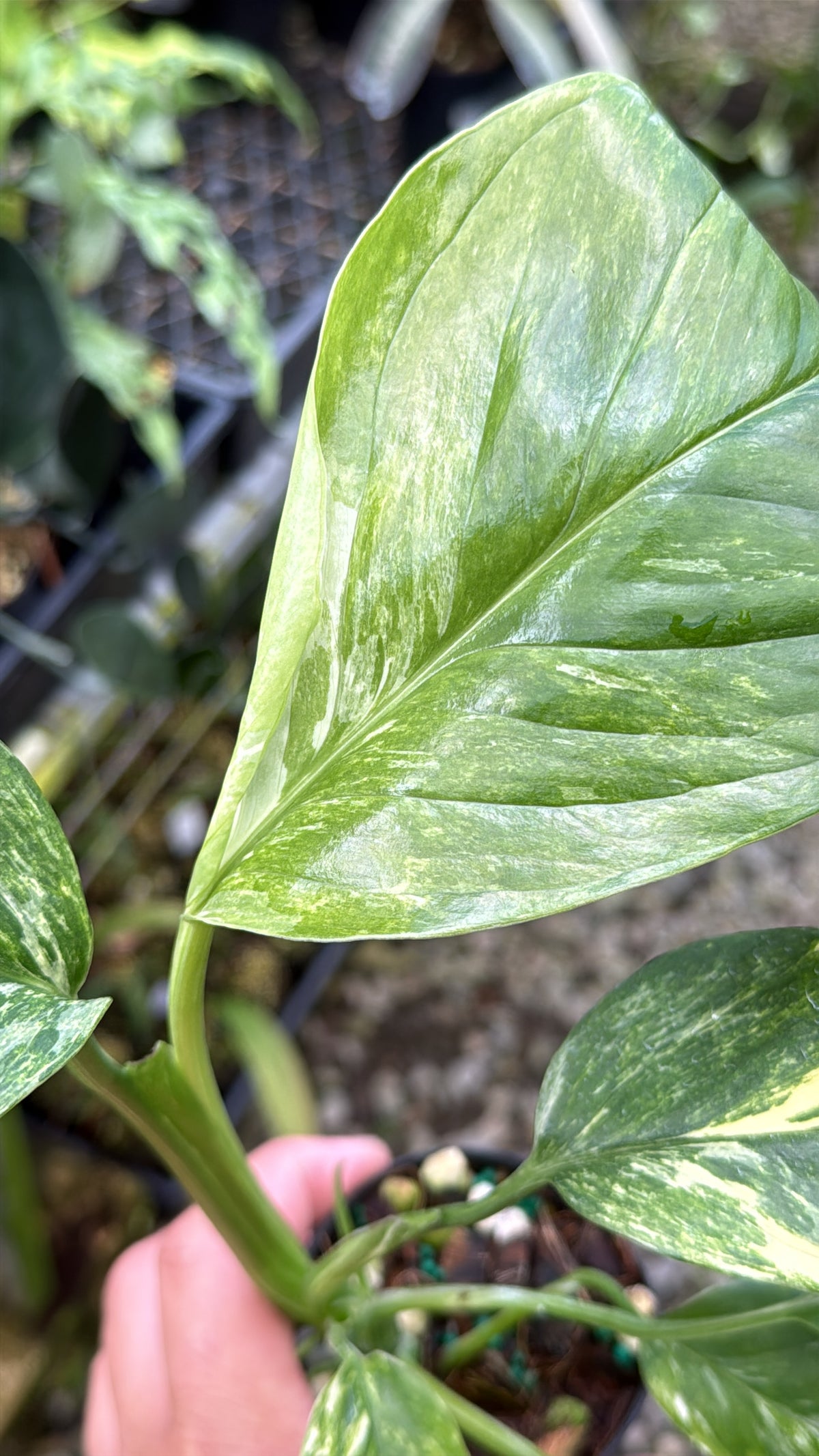 Monstera lechleriana Variegated L71