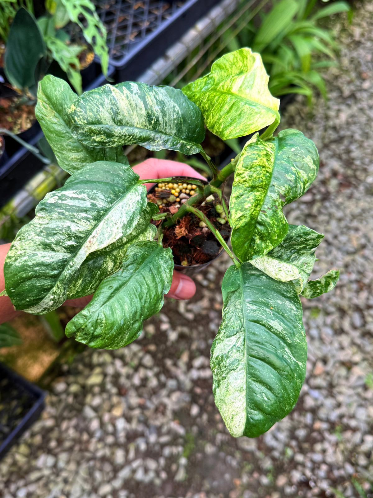 Rhaphidophora 'Puberula Variegata' S39
