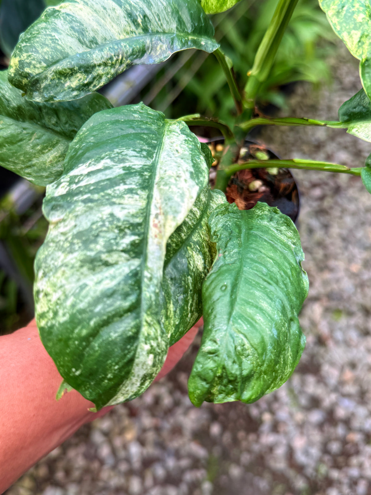 Rhaphidophora 'Puberula Variegata' S39