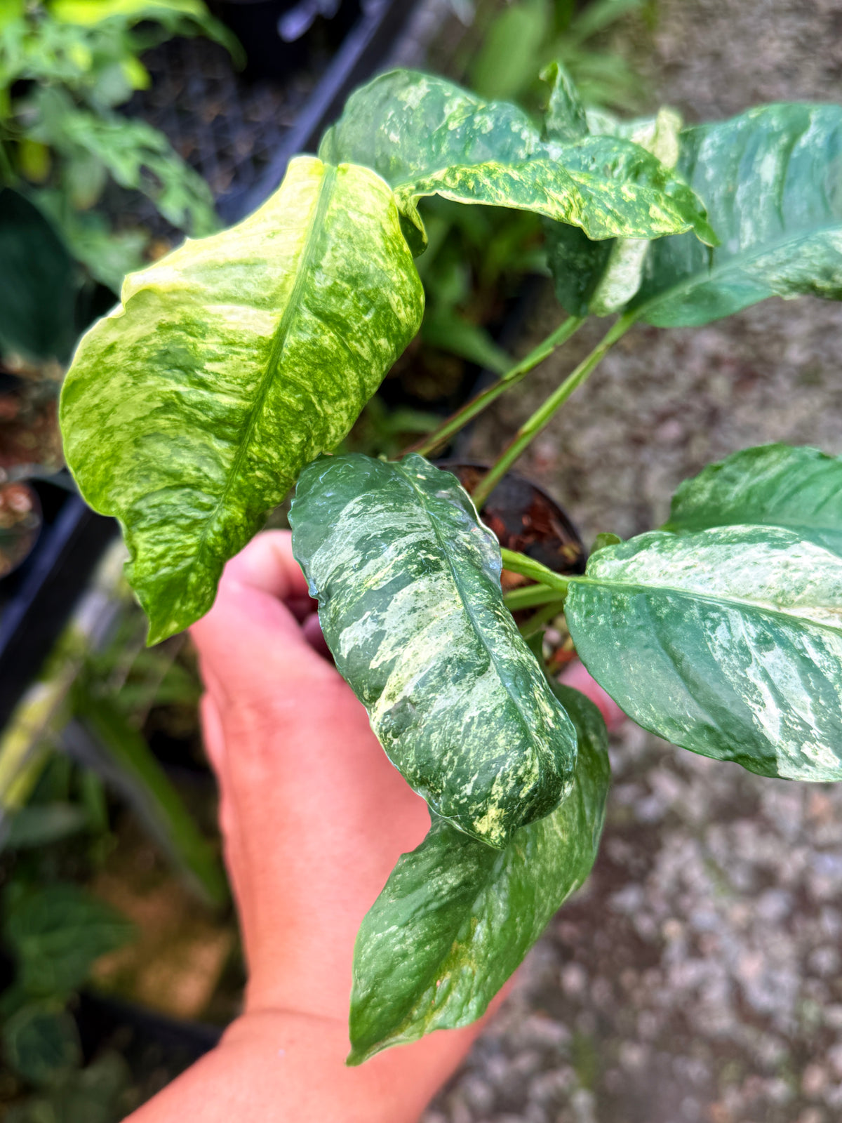 Rhaphidophora 'Puberula Variegata' S39
