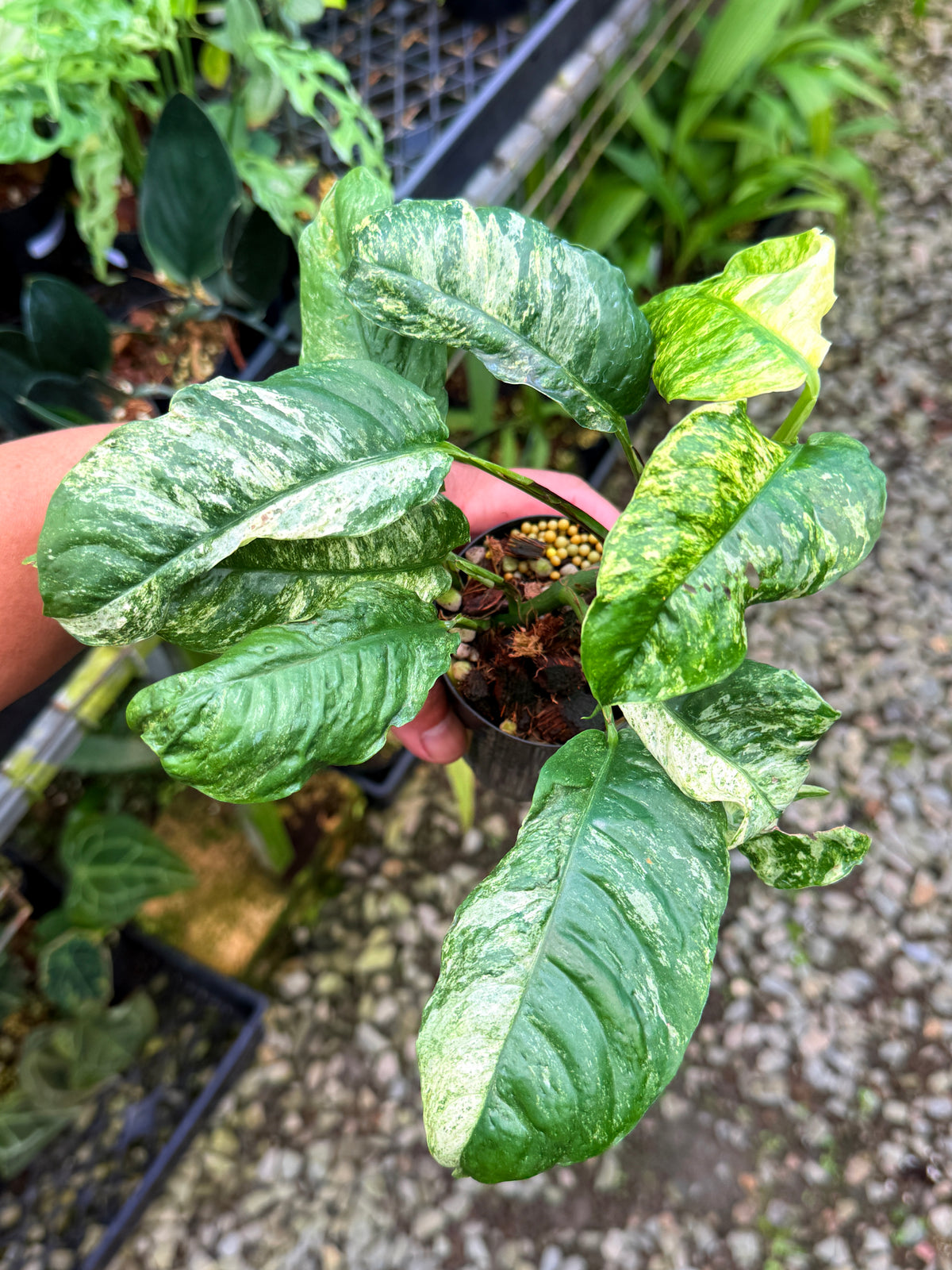 Rhaphidophora 'Puberula Variegata' S39