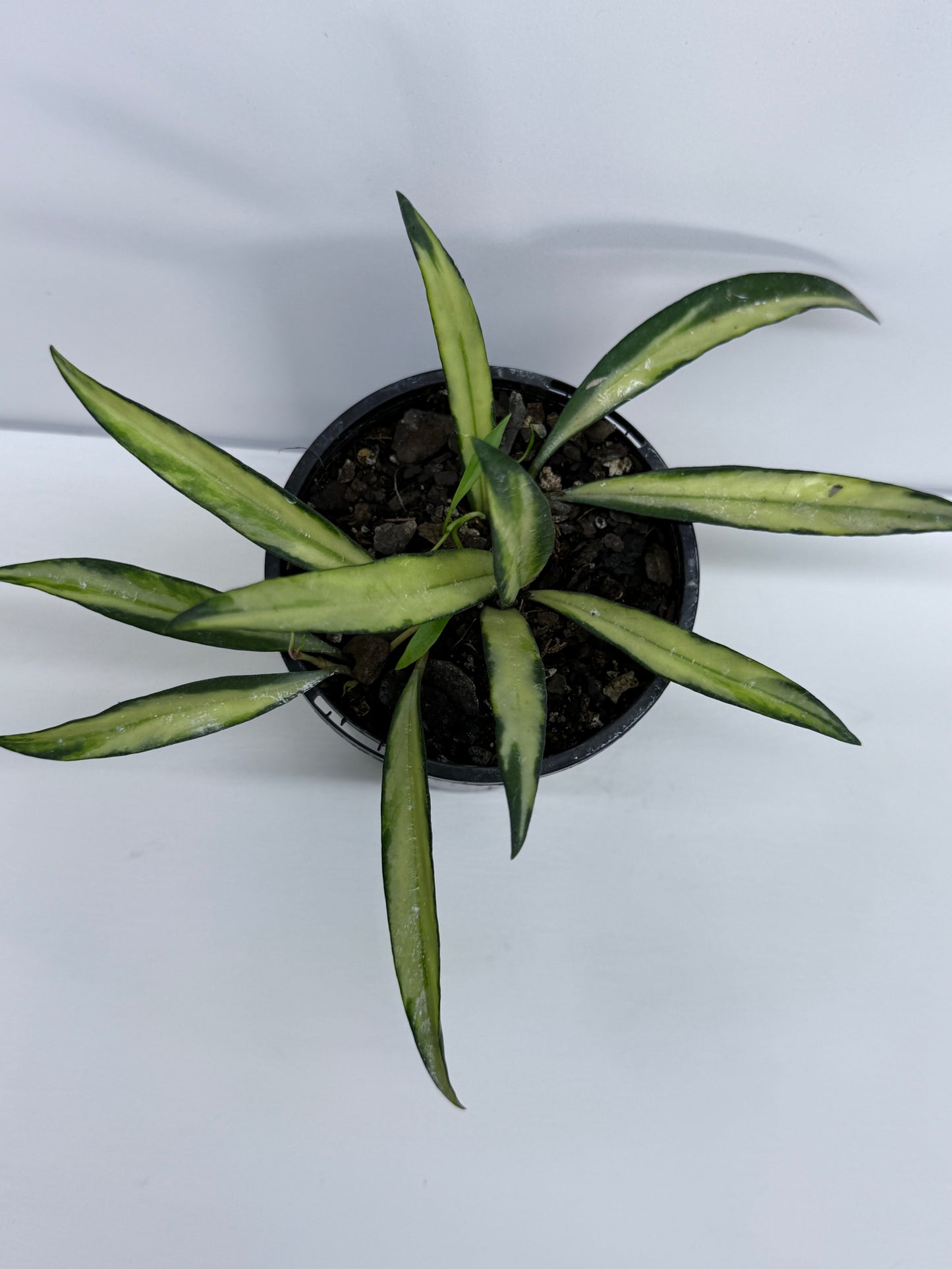 Hoya wayetii variegata T9
