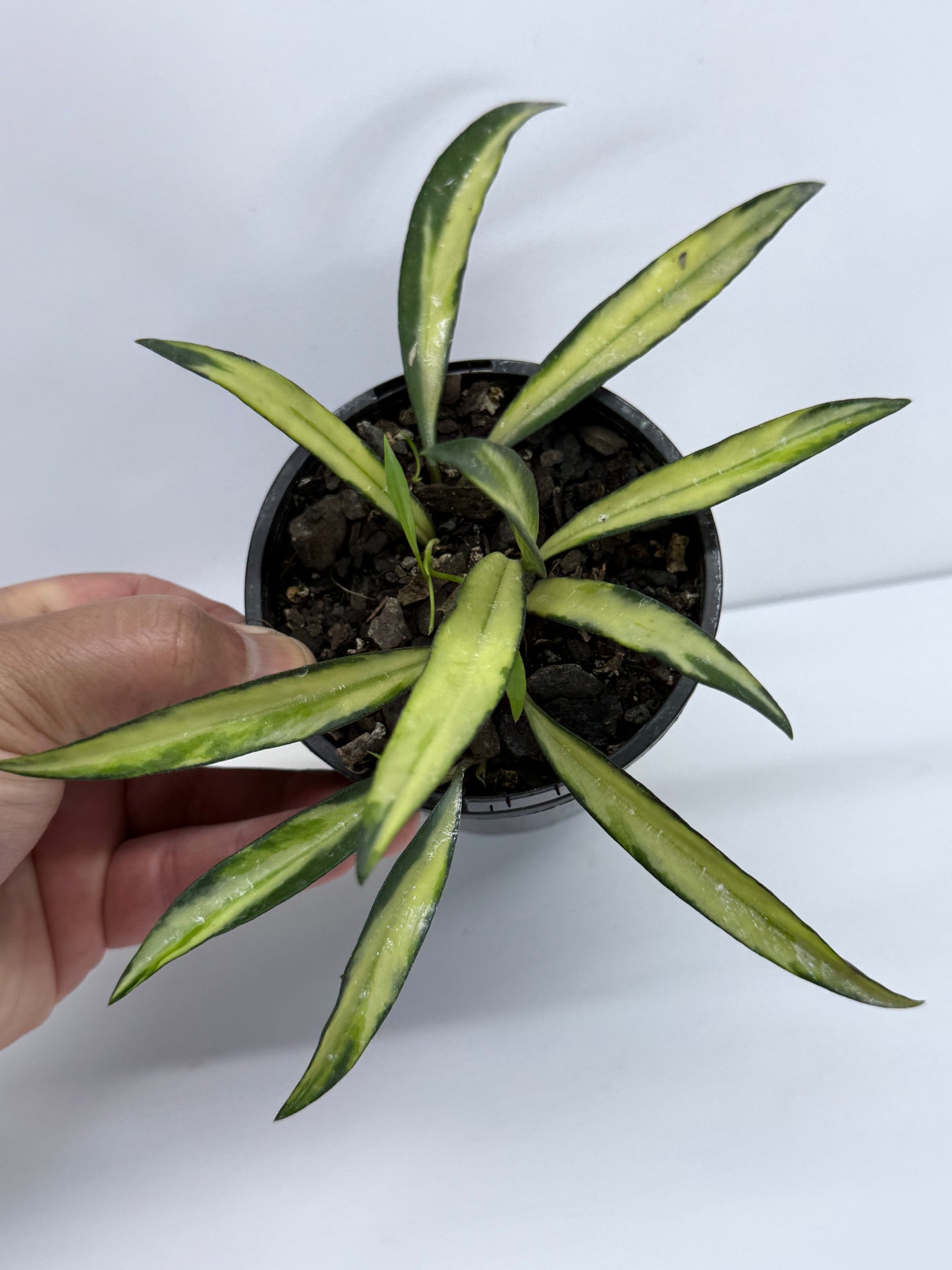 Hoya wayetii variegata T9