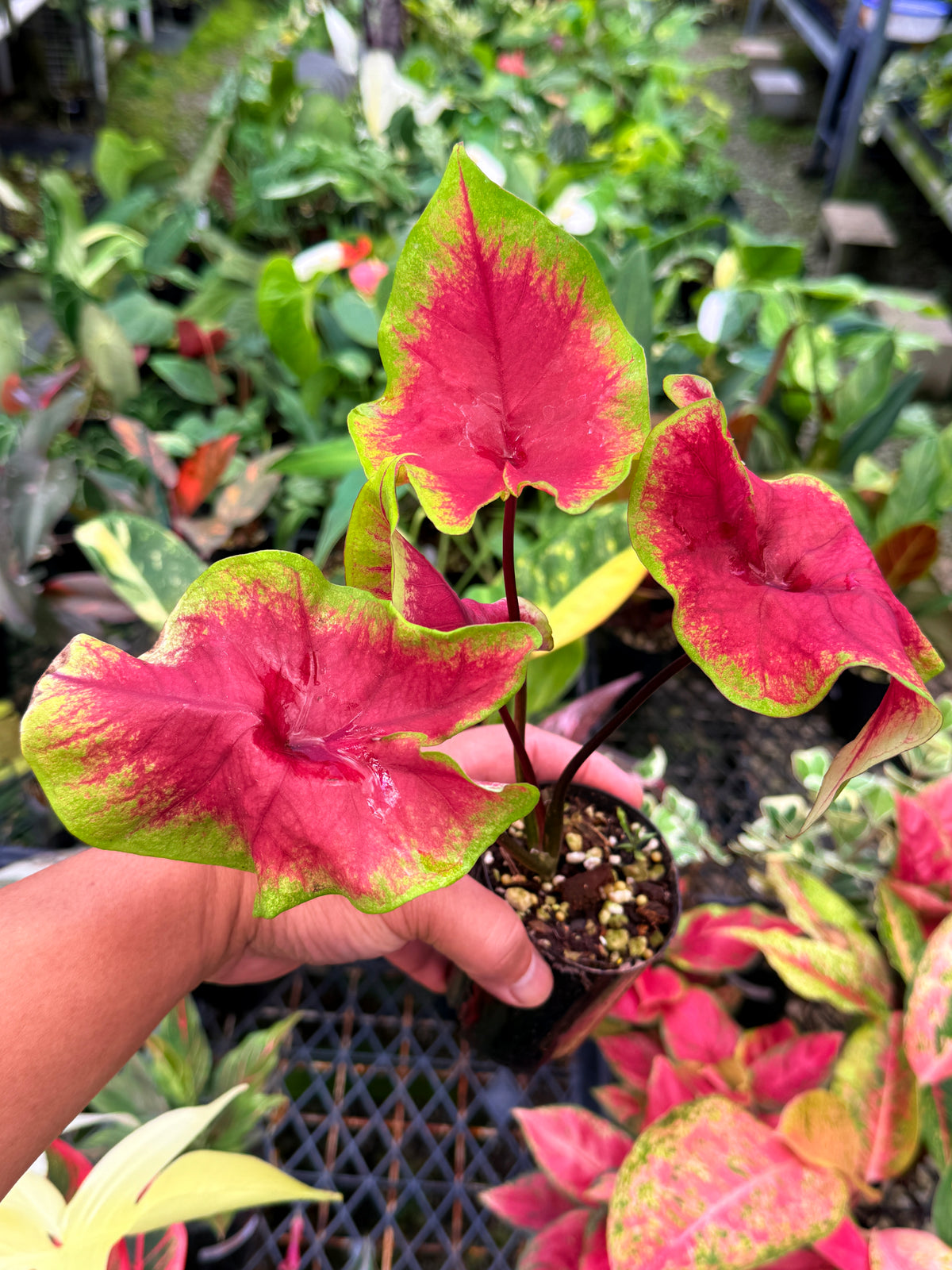 Caladium 'Brilliant' K14