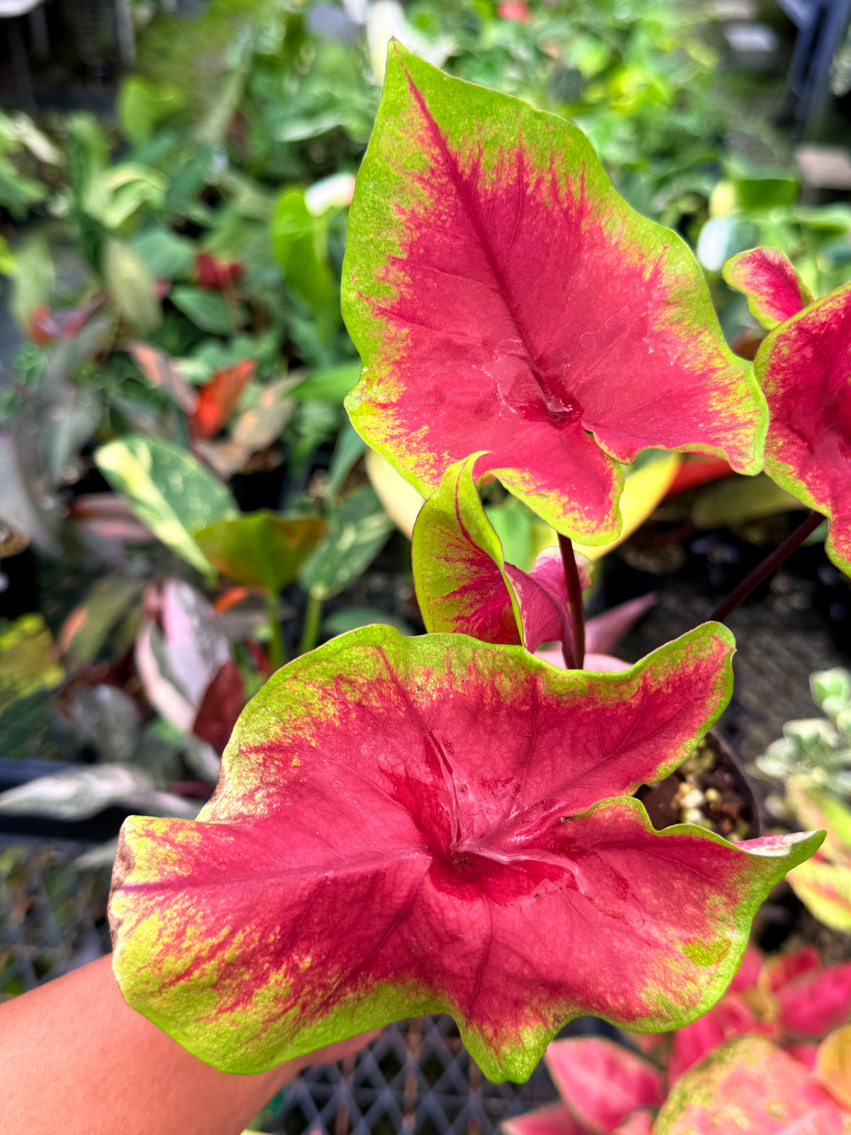 Caladium 'Brilliant' K14
