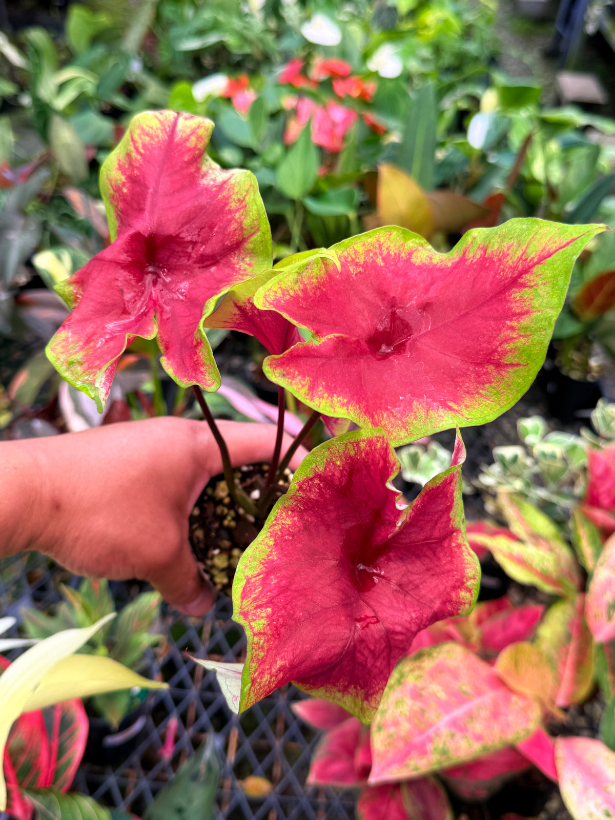 Caladium 'Brilliant' K14