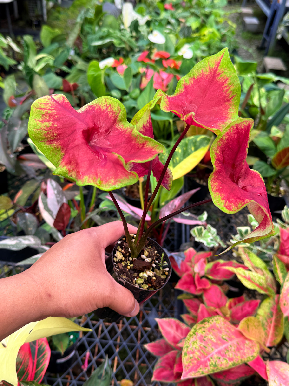 Caladium 'Brilliant' K14
