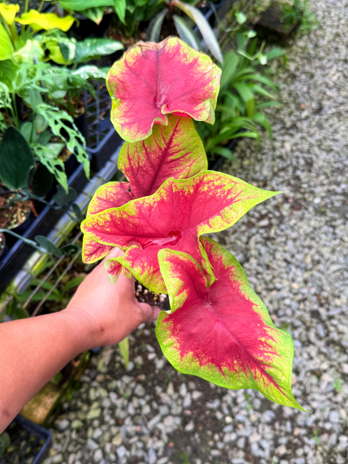 Caladium 'Brilliant' S54