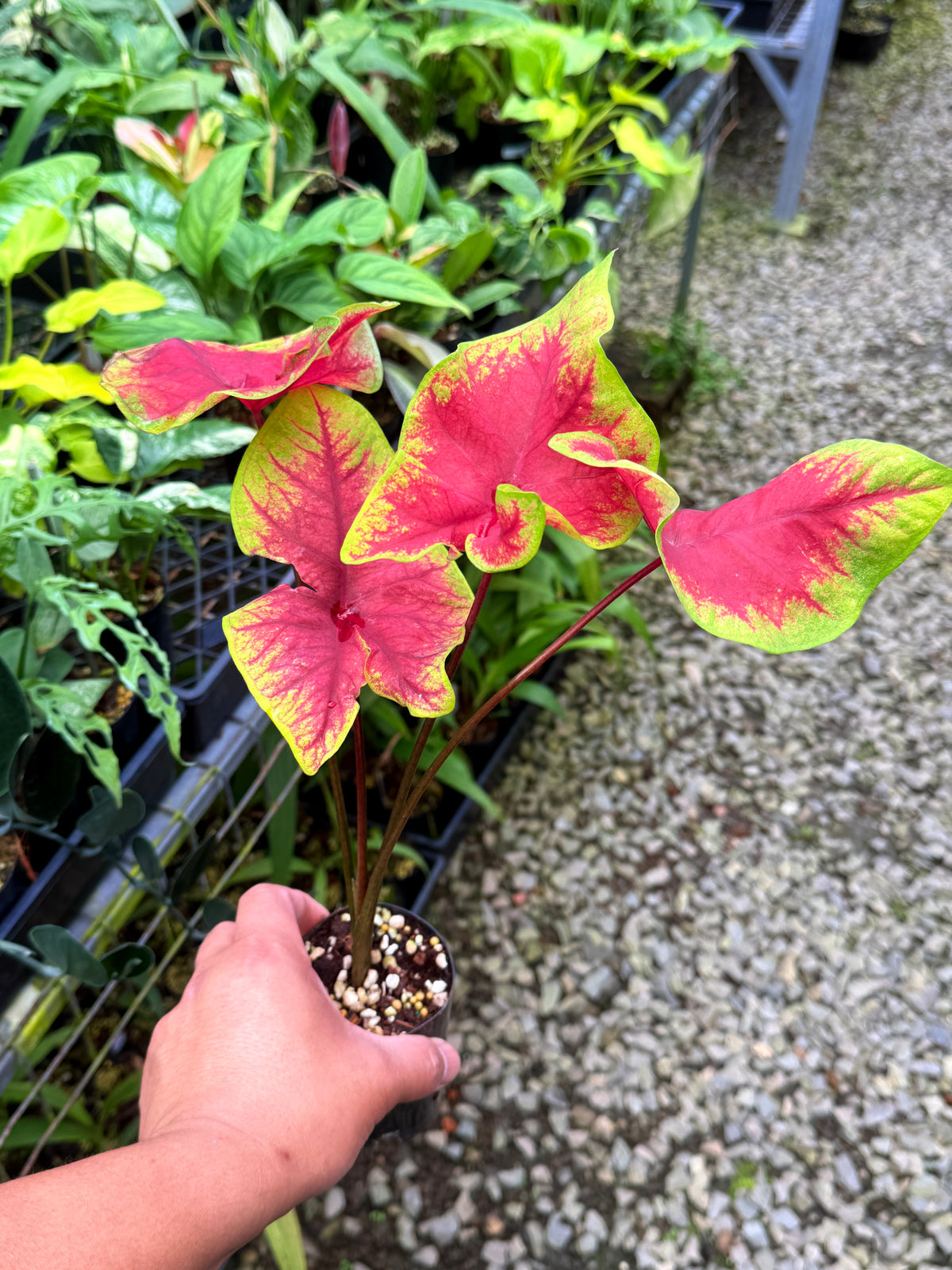 Caladium 'Brilliant' S54