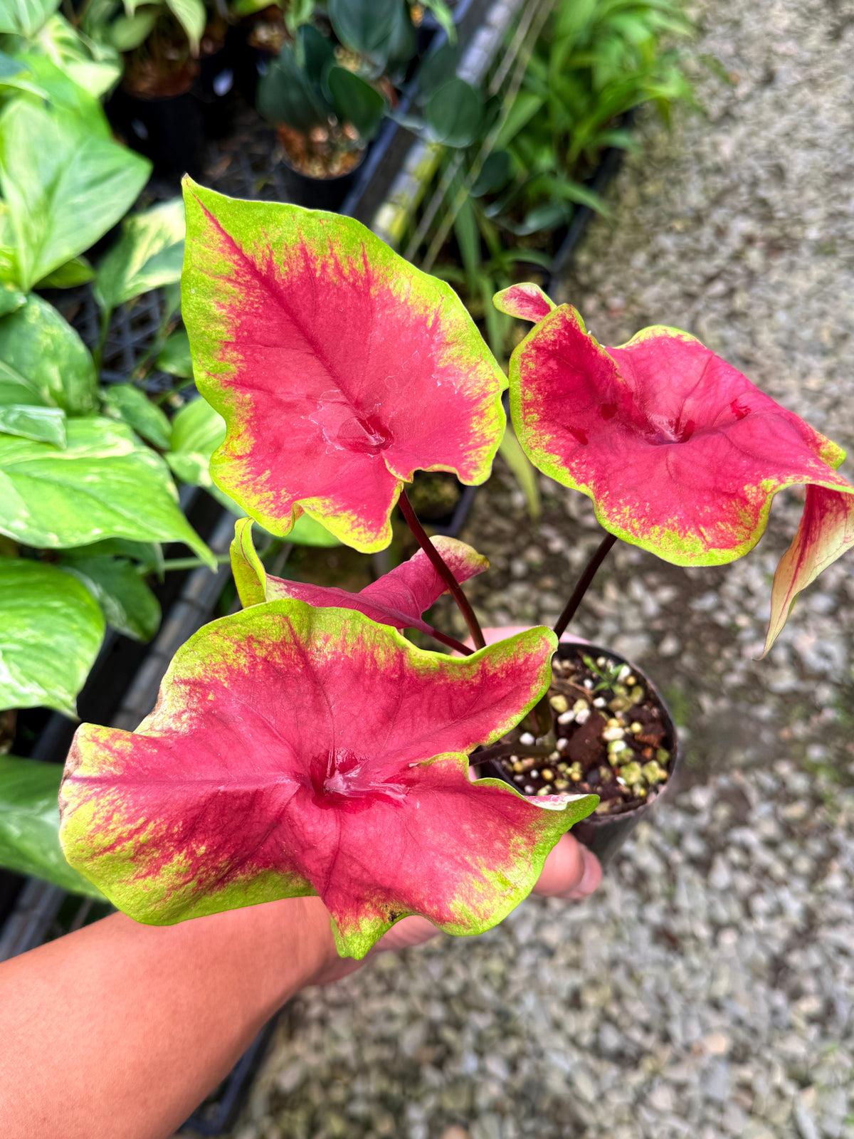 Caladium 'Brilliant' S52