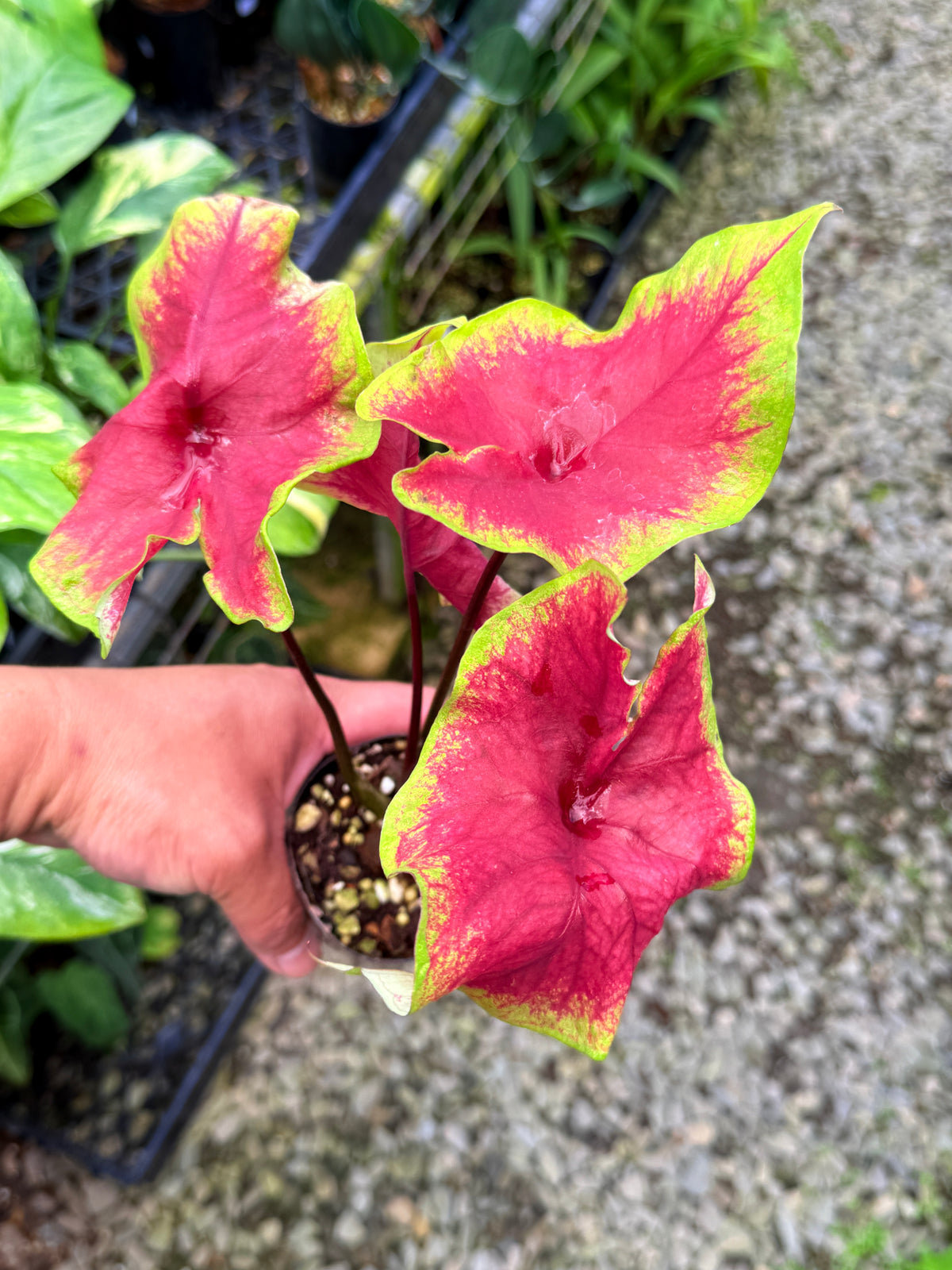 Caladium 'Brilliant' S52
