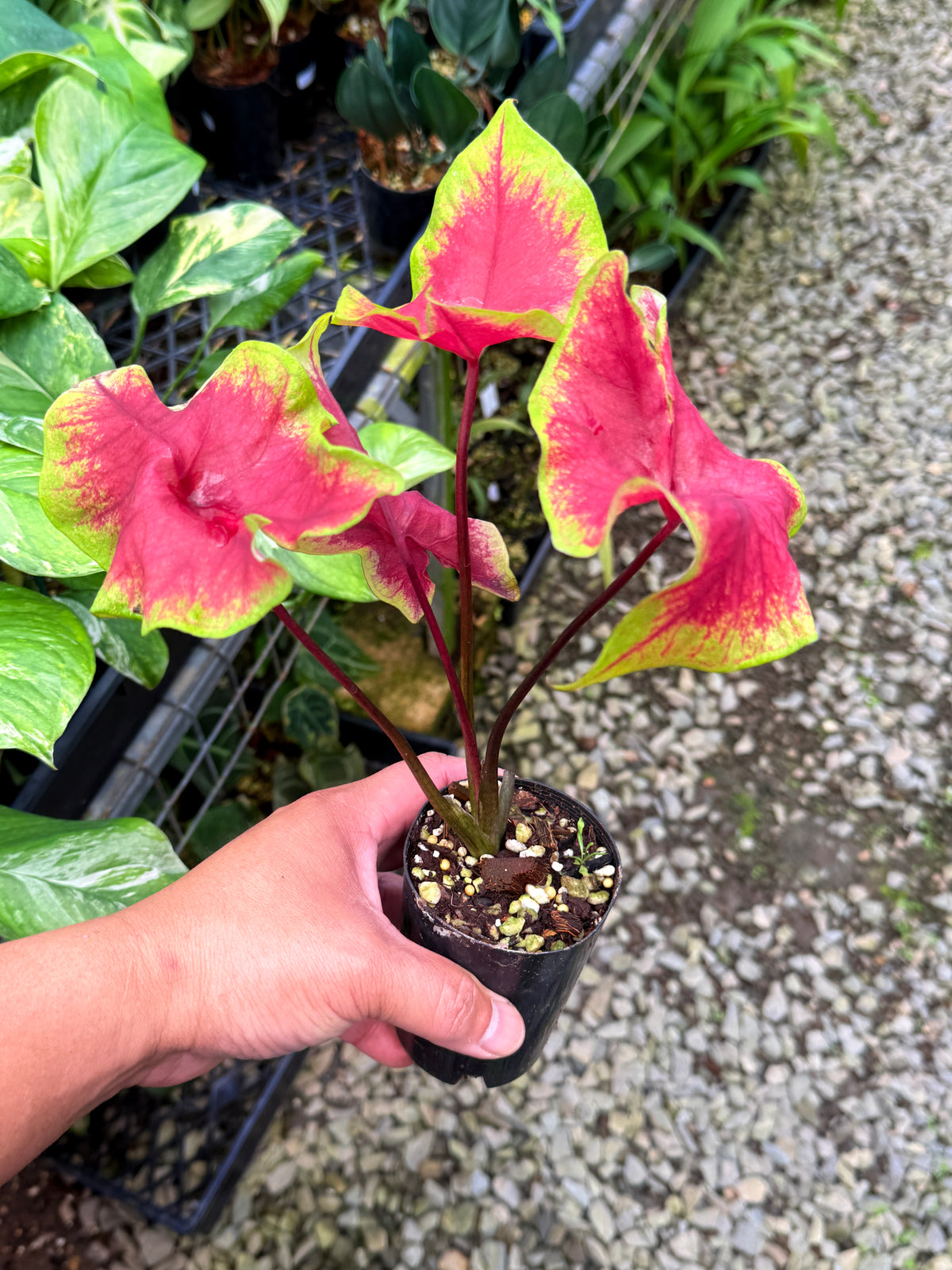 Caladium 'Brilliant' S52