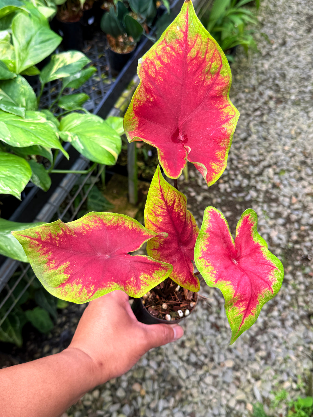Caladium 'Brilliant' S55