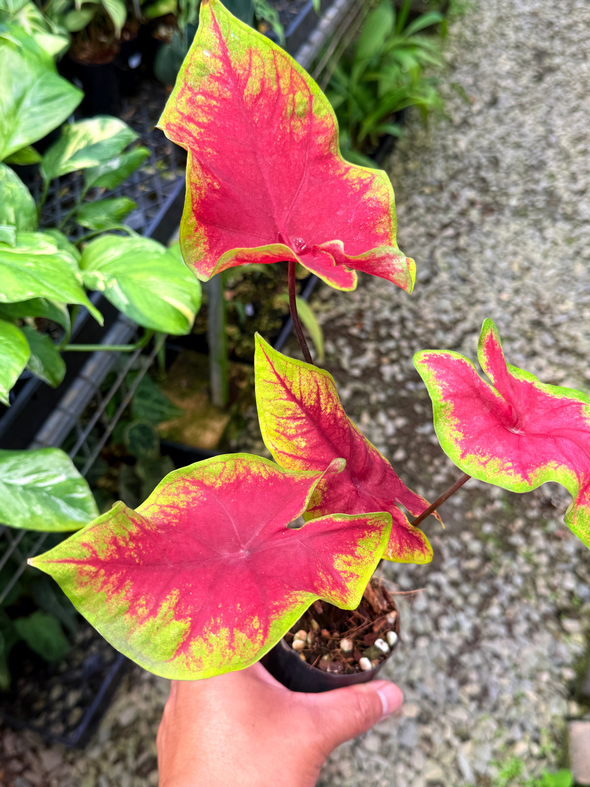 Caladium 'Brilliant' S55