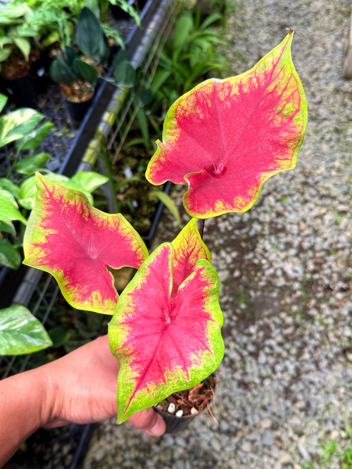 Caladium 'Brilliant' S55
