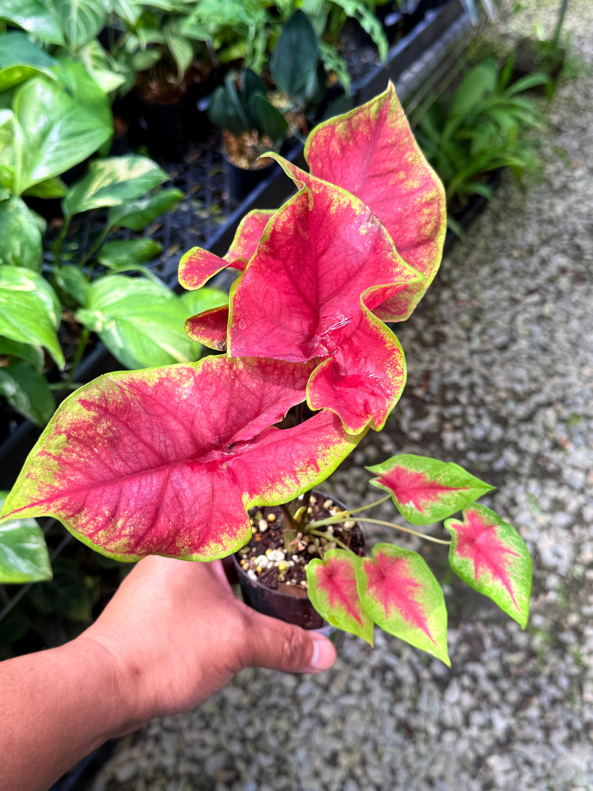 Caladium 'Brilliant' S56