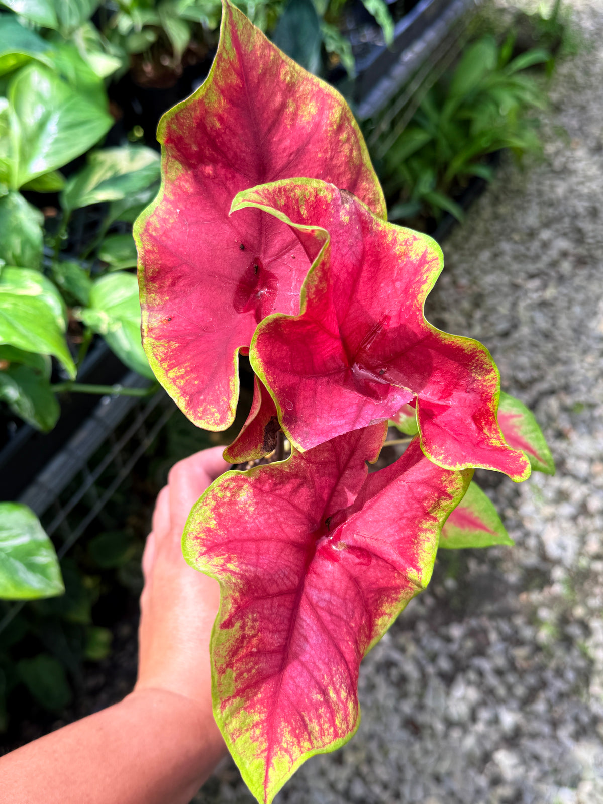 Caladium 'Brilliant' S56
