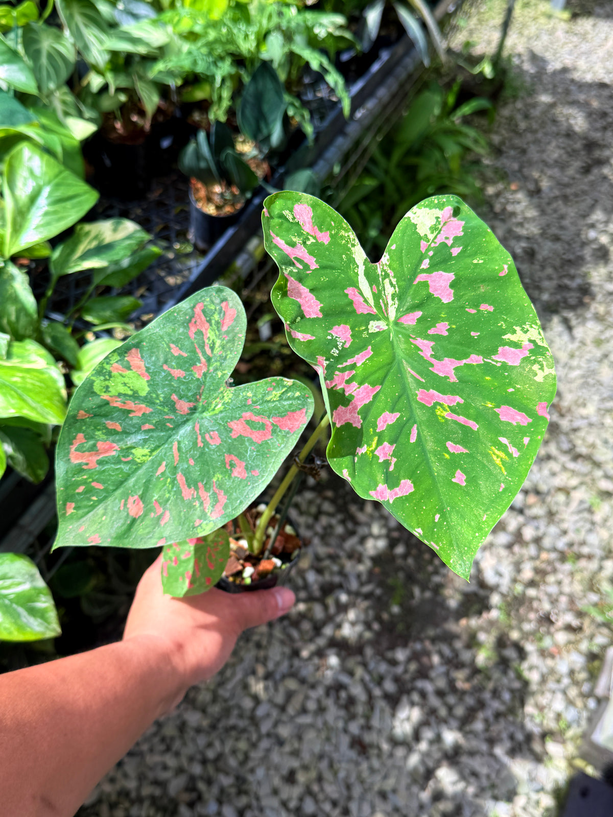 Caladium Hybrid S71