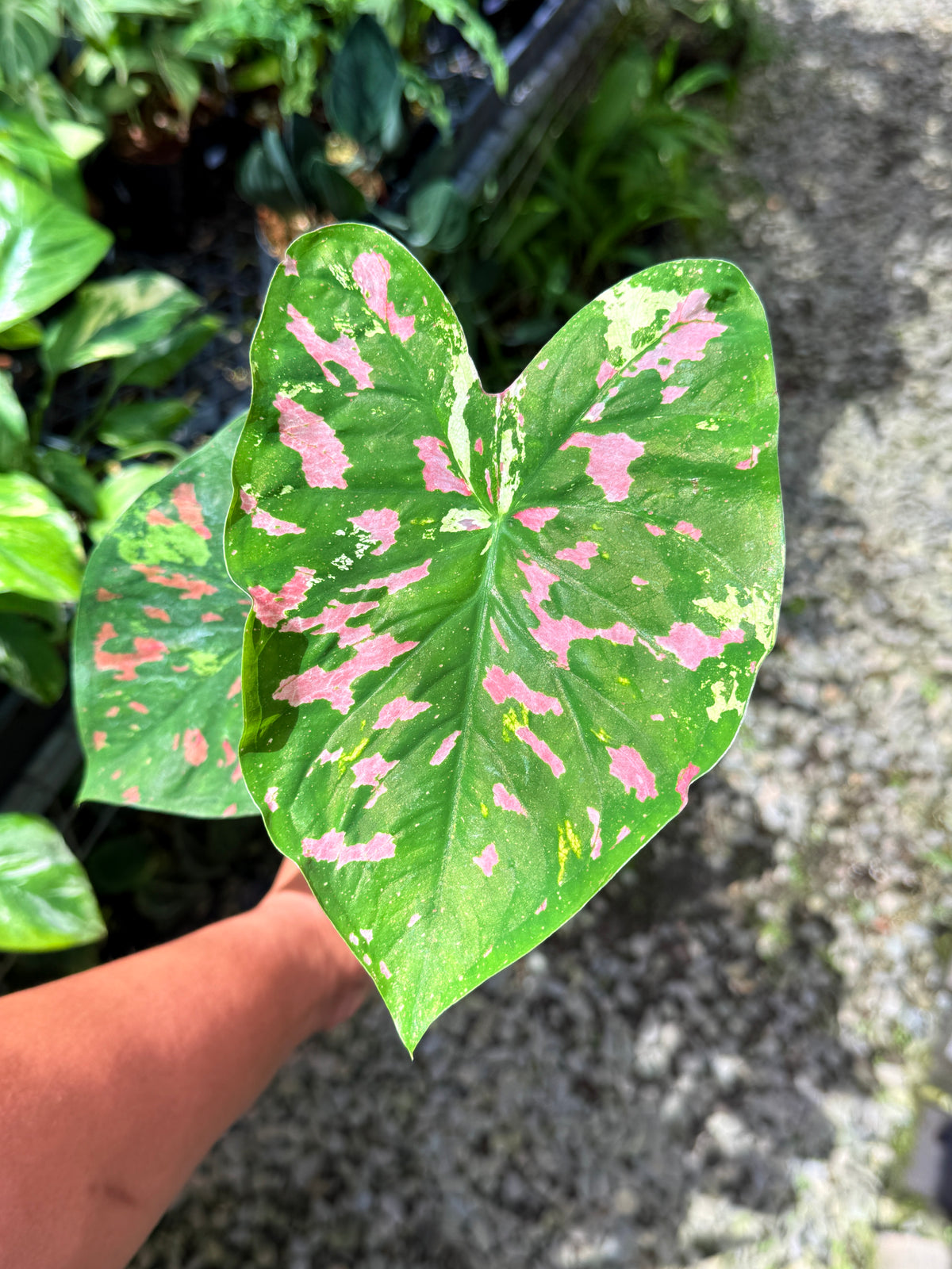 Caladium Hybrid S71