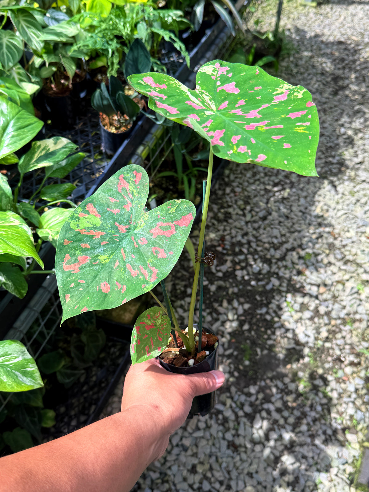 Caladium Hybrid S71