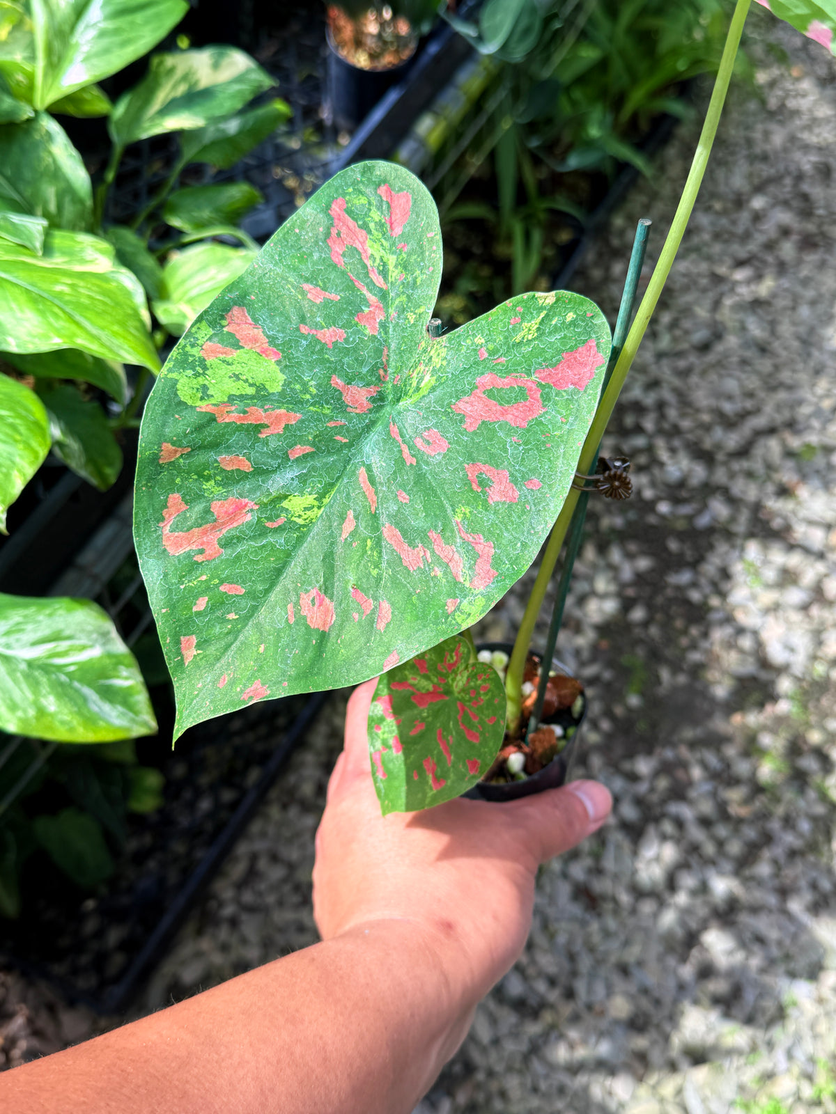 Caladium Hybrid S71