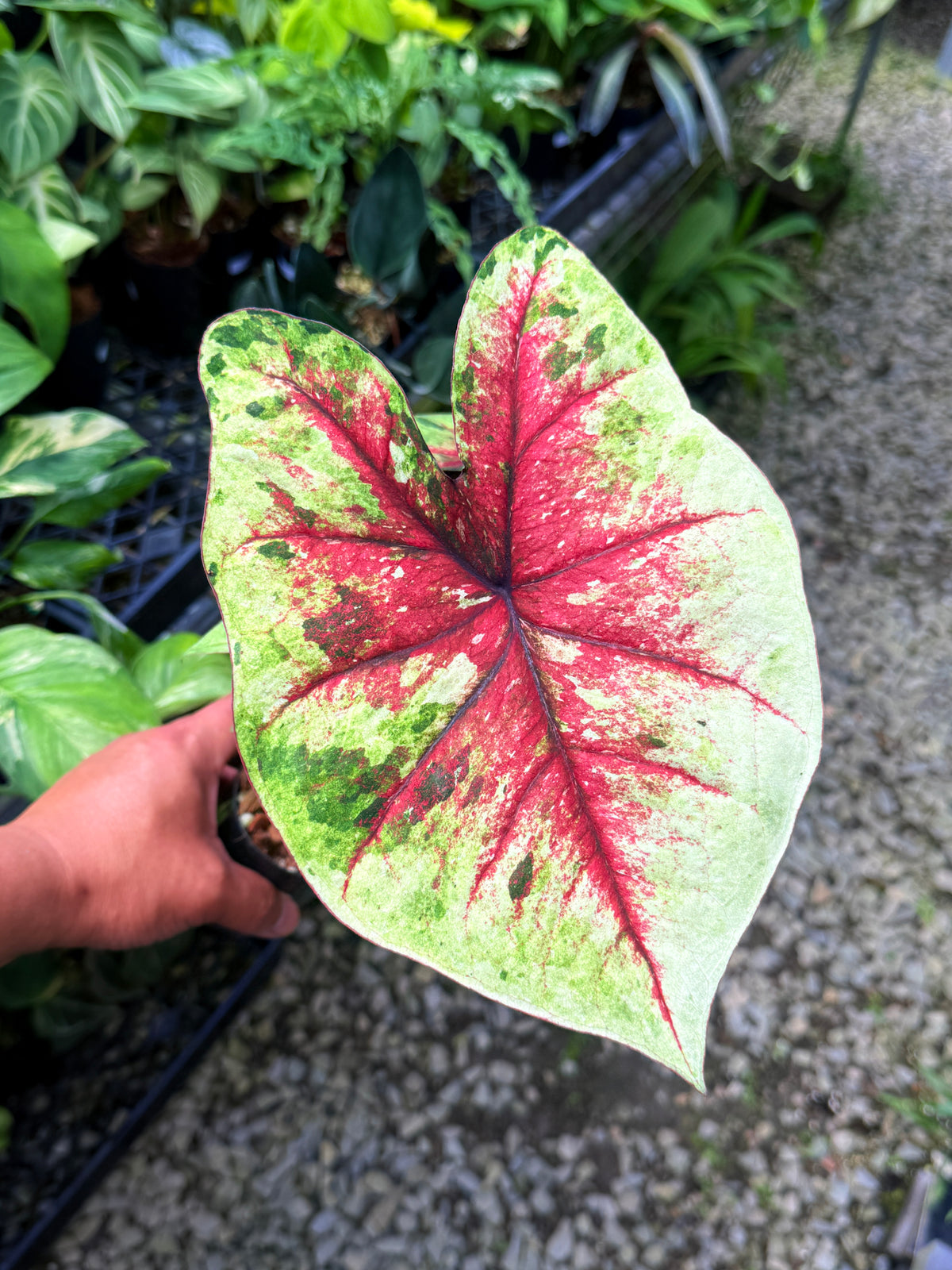 Caladium Hybrid S58
