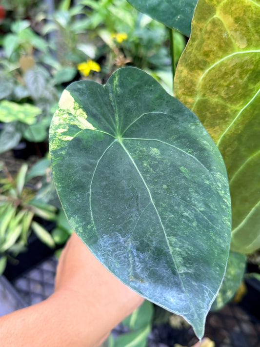 Anthurium Forgetii Variegated (Pure) M33