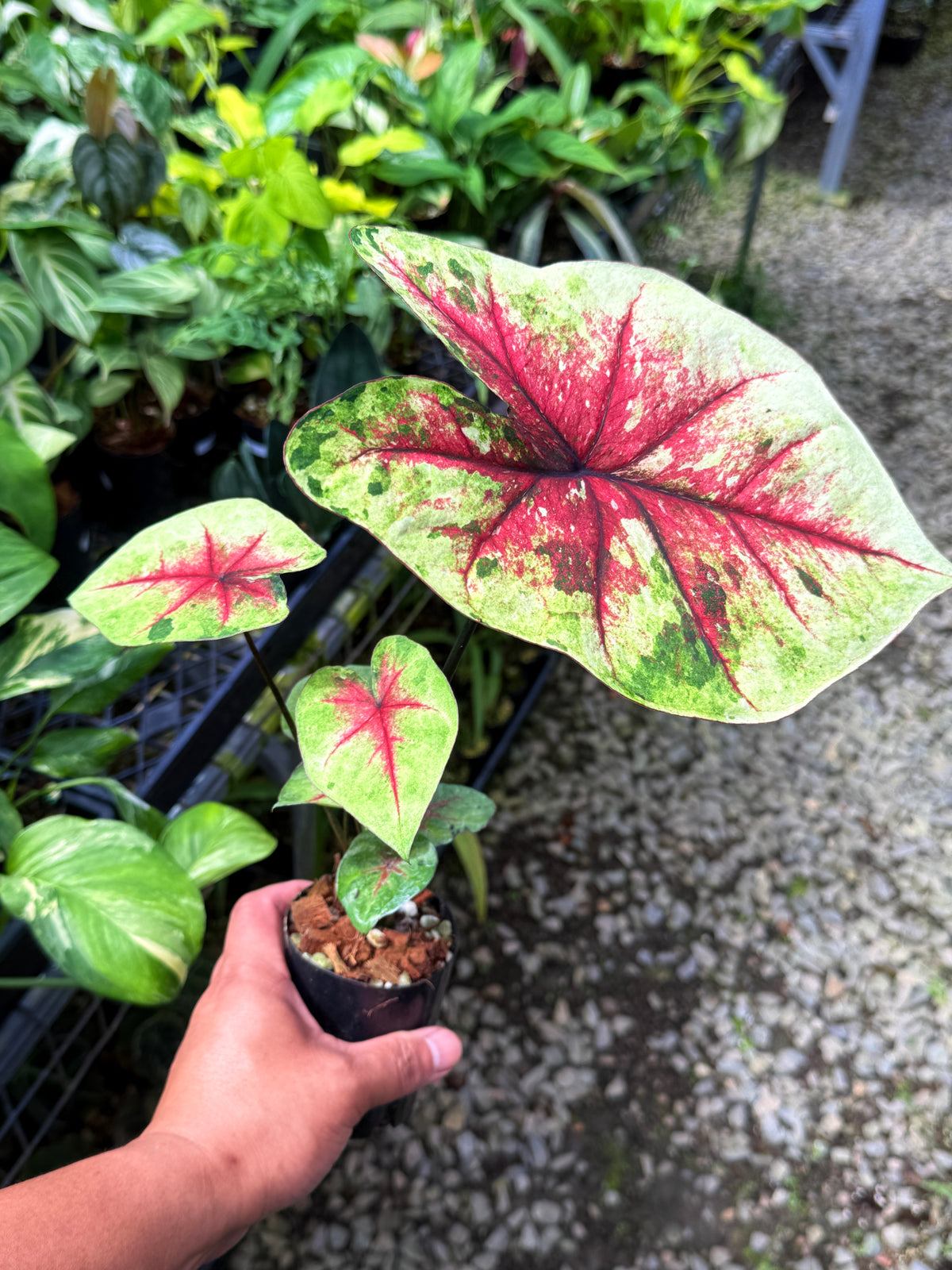 Caladium Hybrid S58