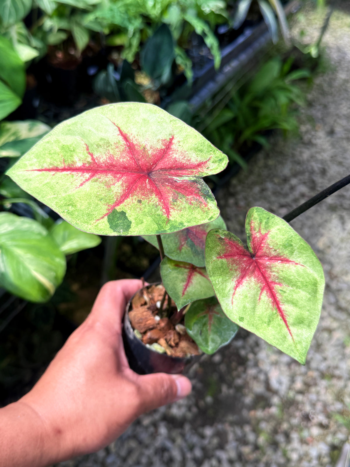 Caladium Hybrid S58
