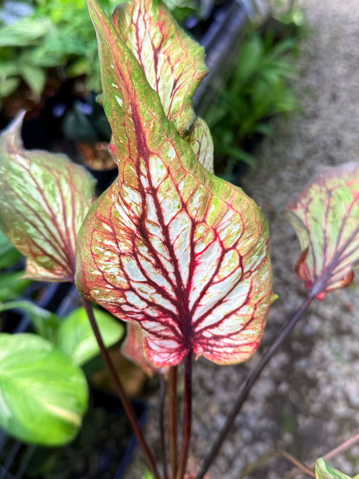 Caladium Hybrid S57
