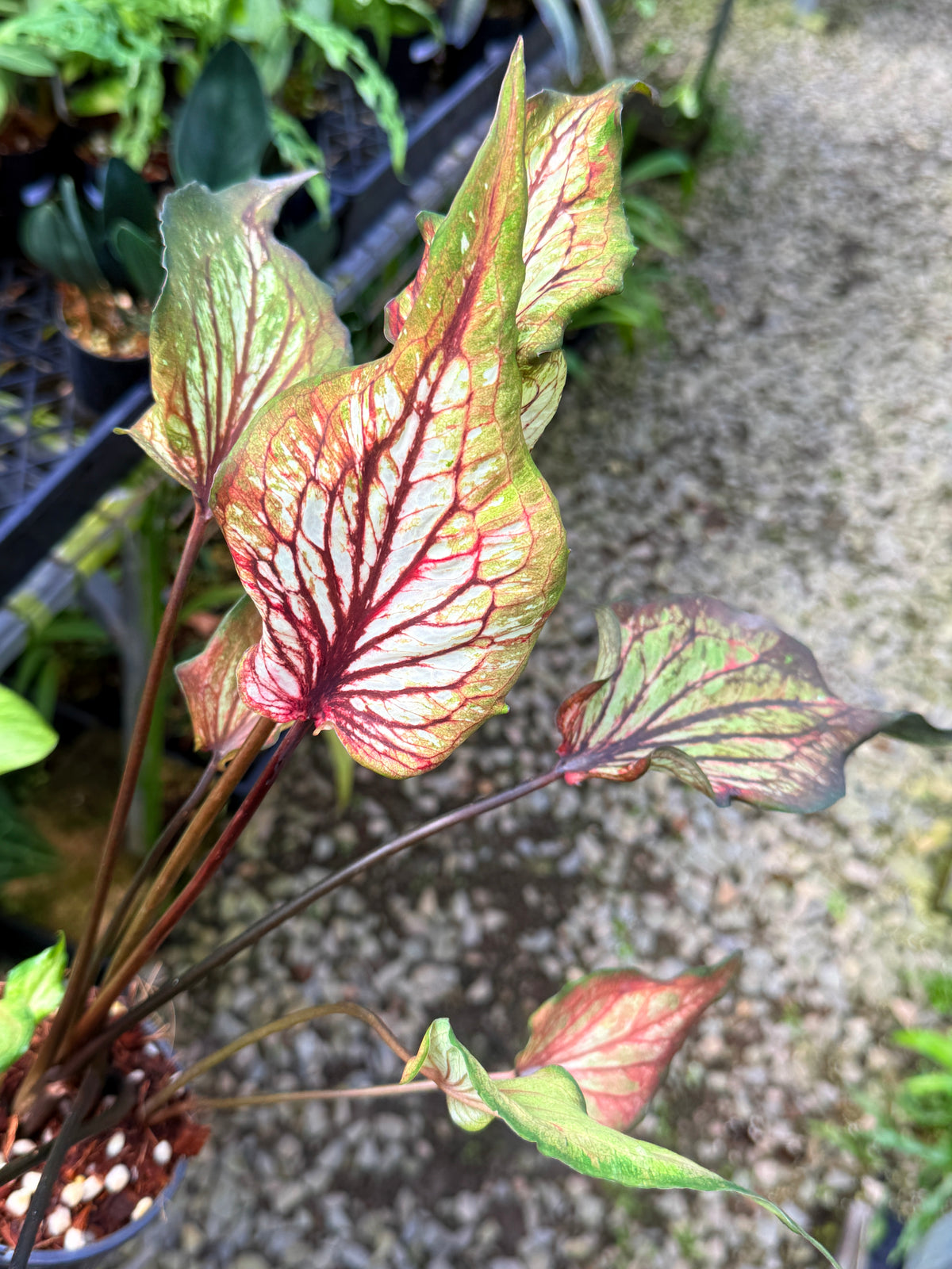Caladium Hybrid S57