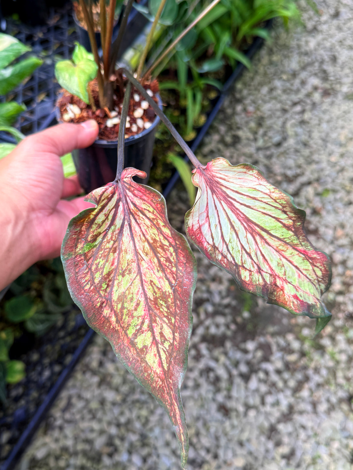Caladium Hybrid S57
